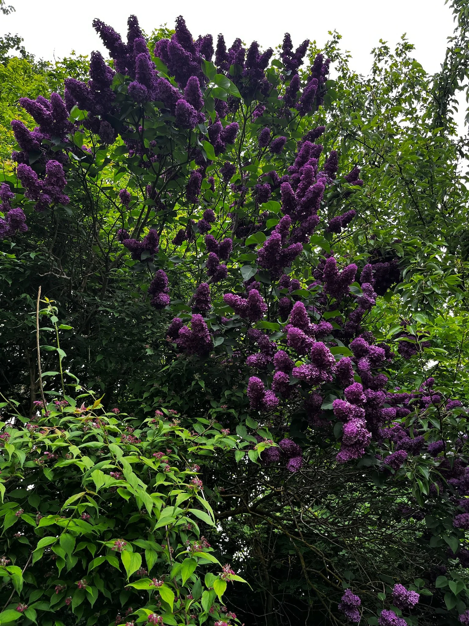 IMG_3744.jpeg