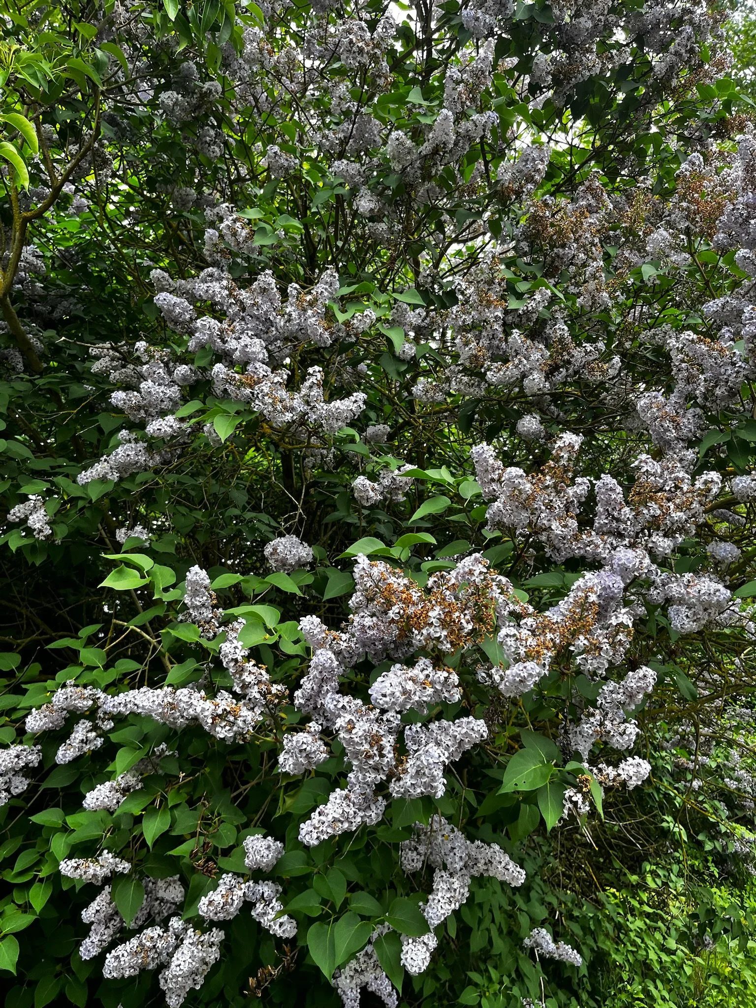 IMG_3745.jpeg