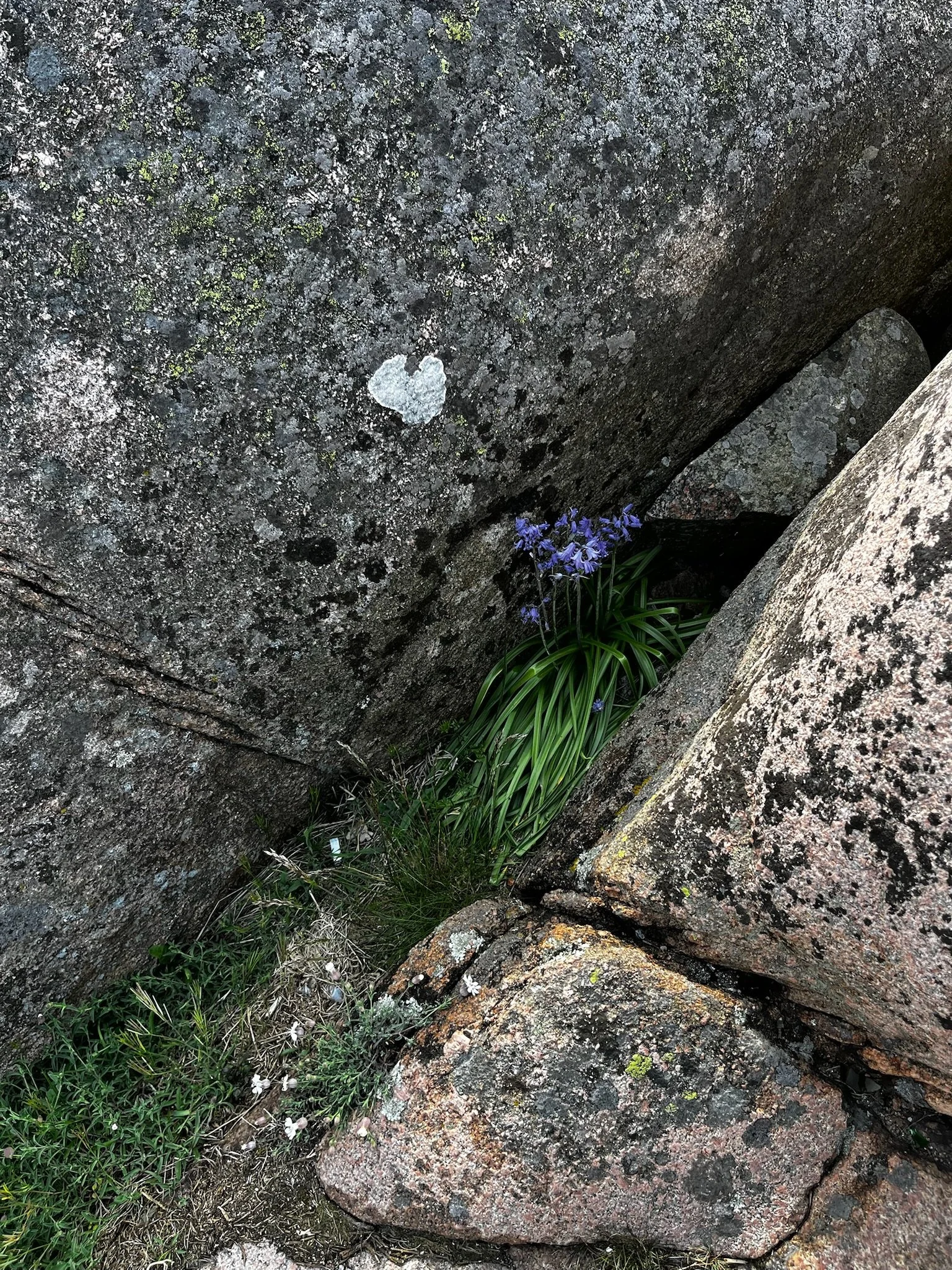 IMG_4012.jpeg