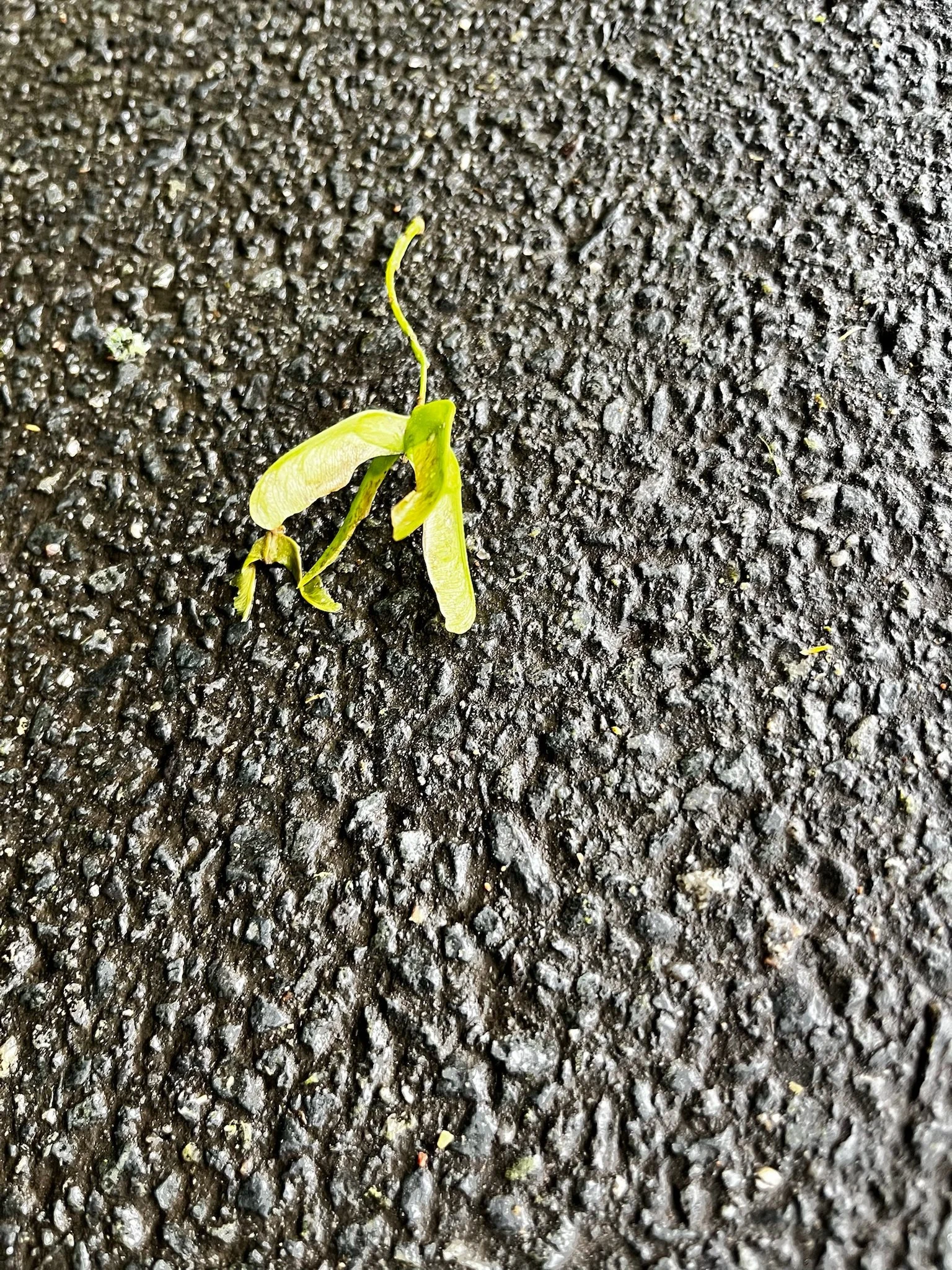 IMG_4046.jpeg