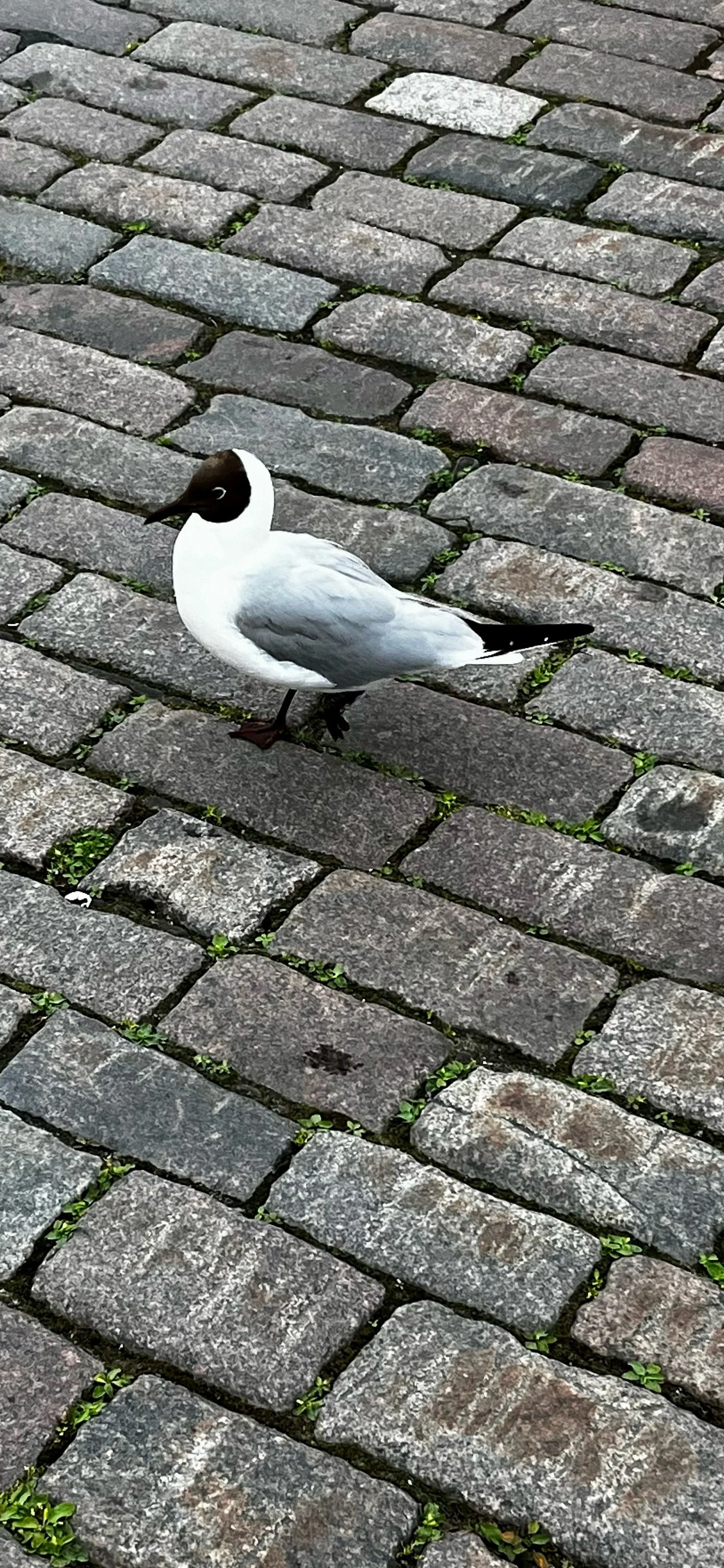 IMG_4367.jpeg