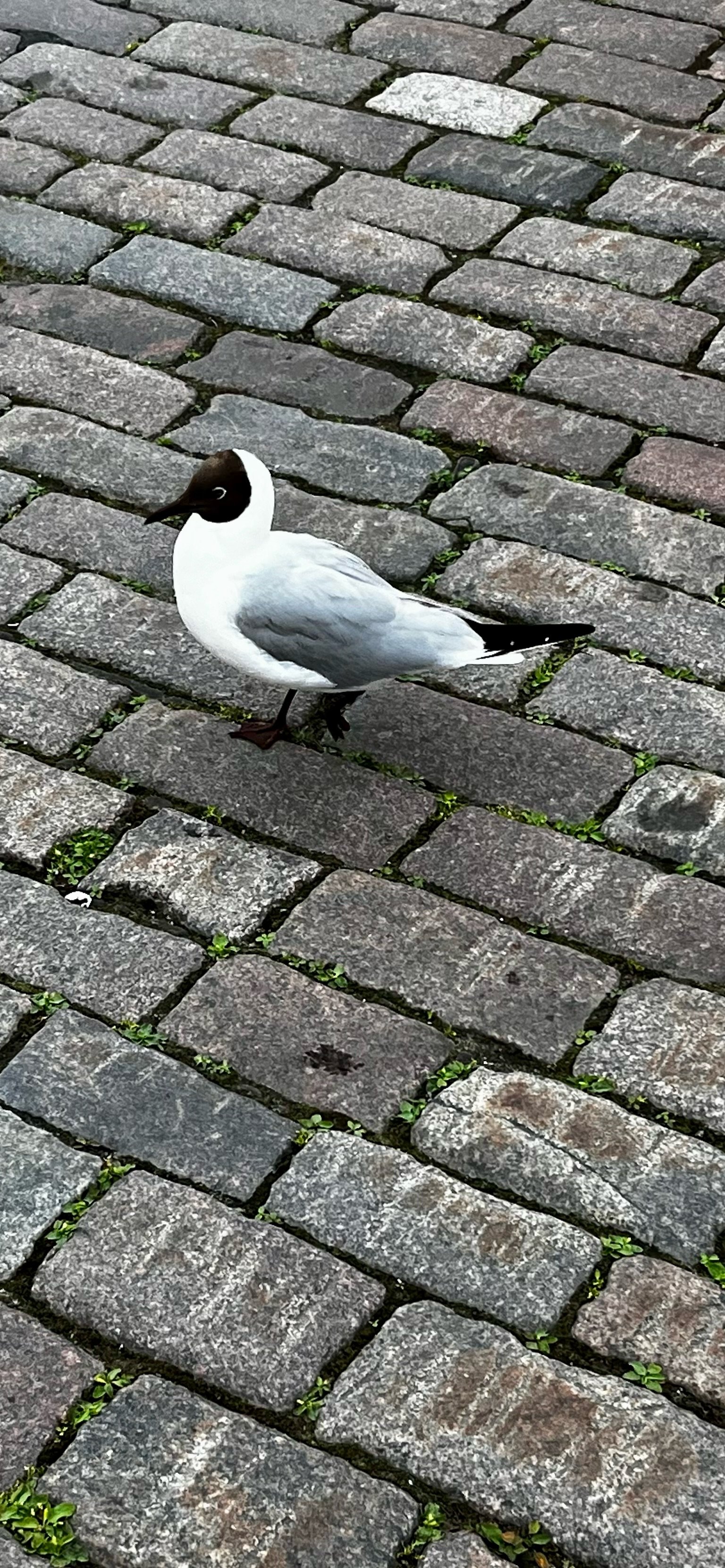 IMG_4367.jpeg