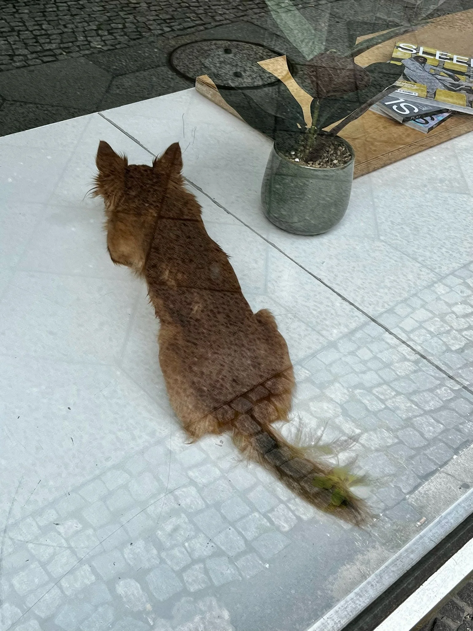 IMG_4961.jpeg