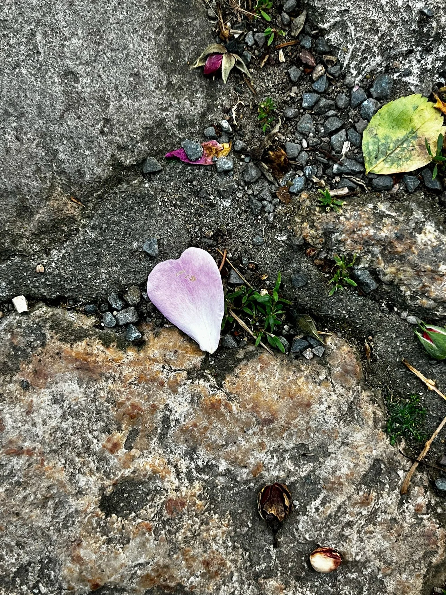 IMG_5080.jpeg
