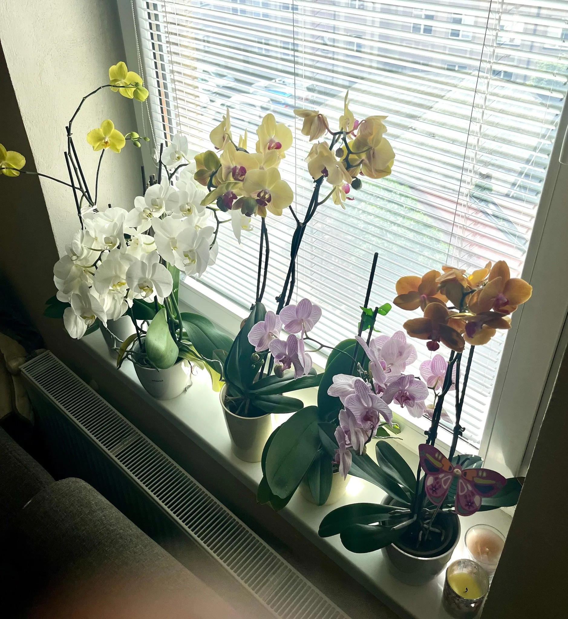 IMG_1683.jpeg