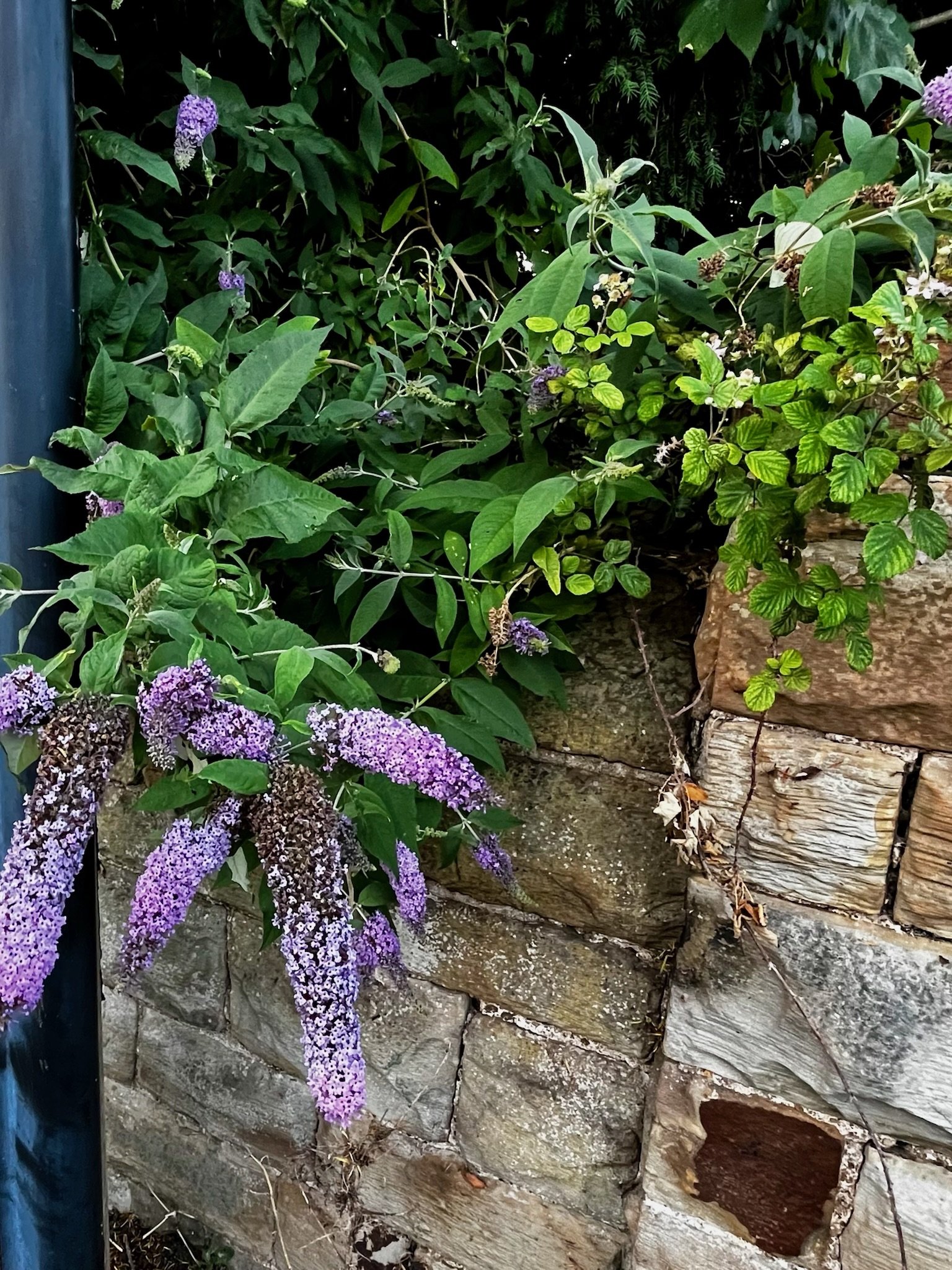 IMG_5832.jpeg