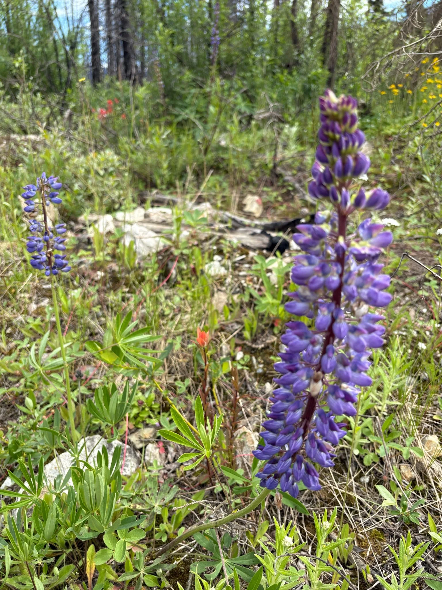 IMG_0093.jpeg