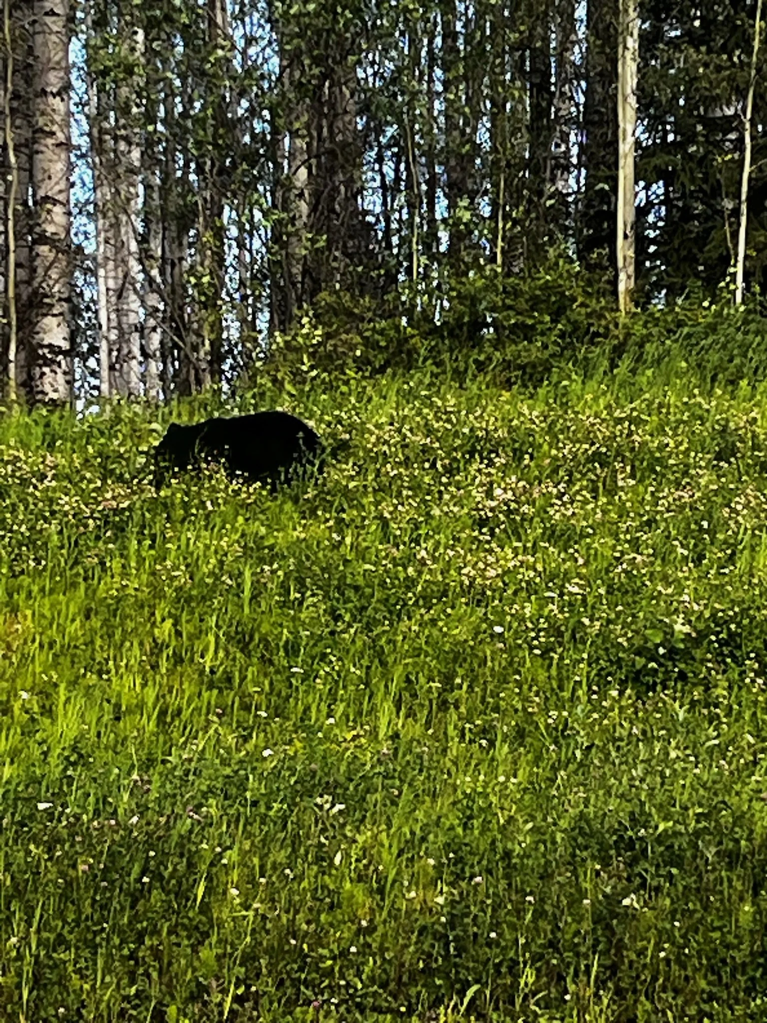 IMG_6228.jpeg