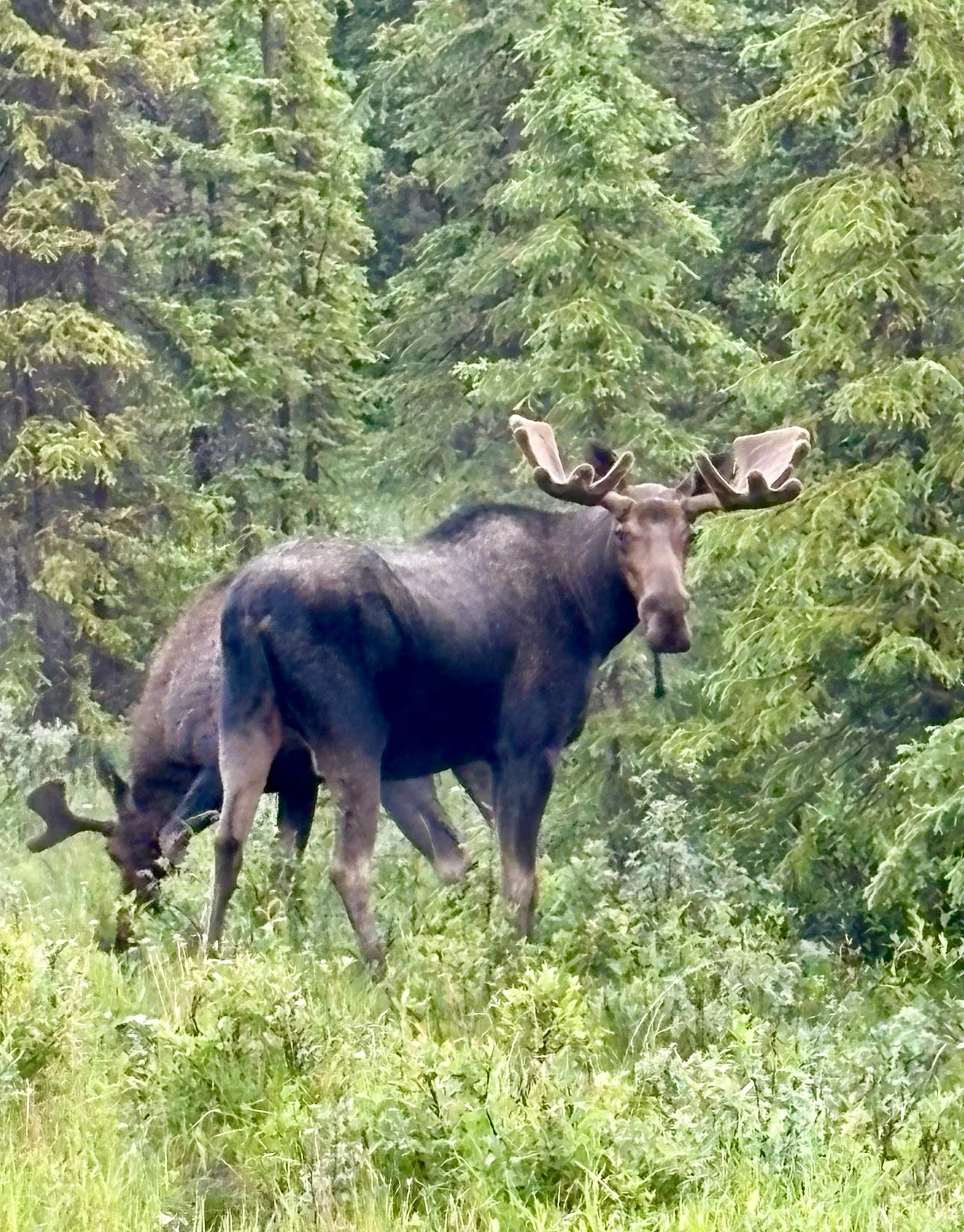 Mile Zero, Moose, and One Million (Give or Take) Bison