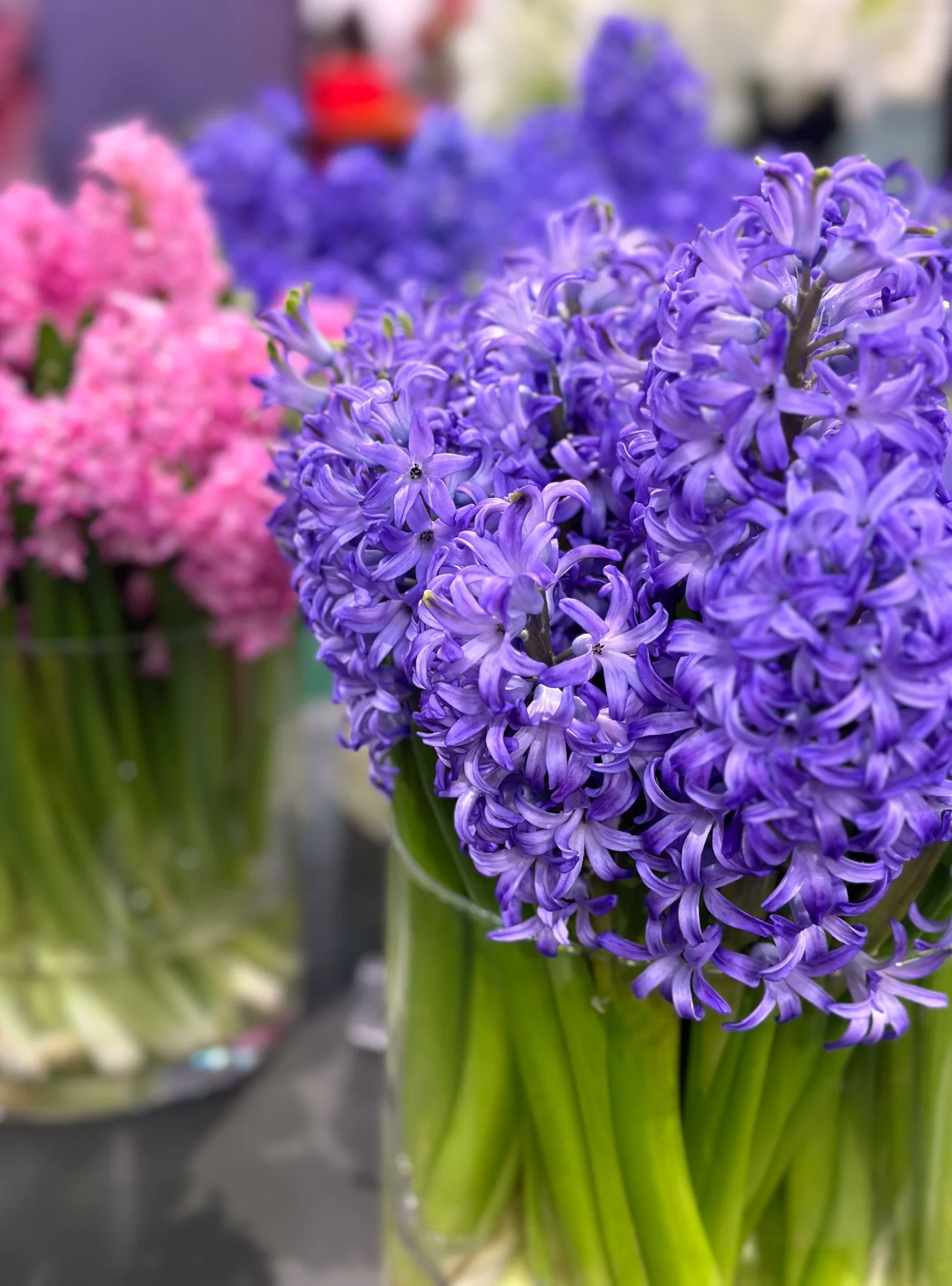 Hyacinths
