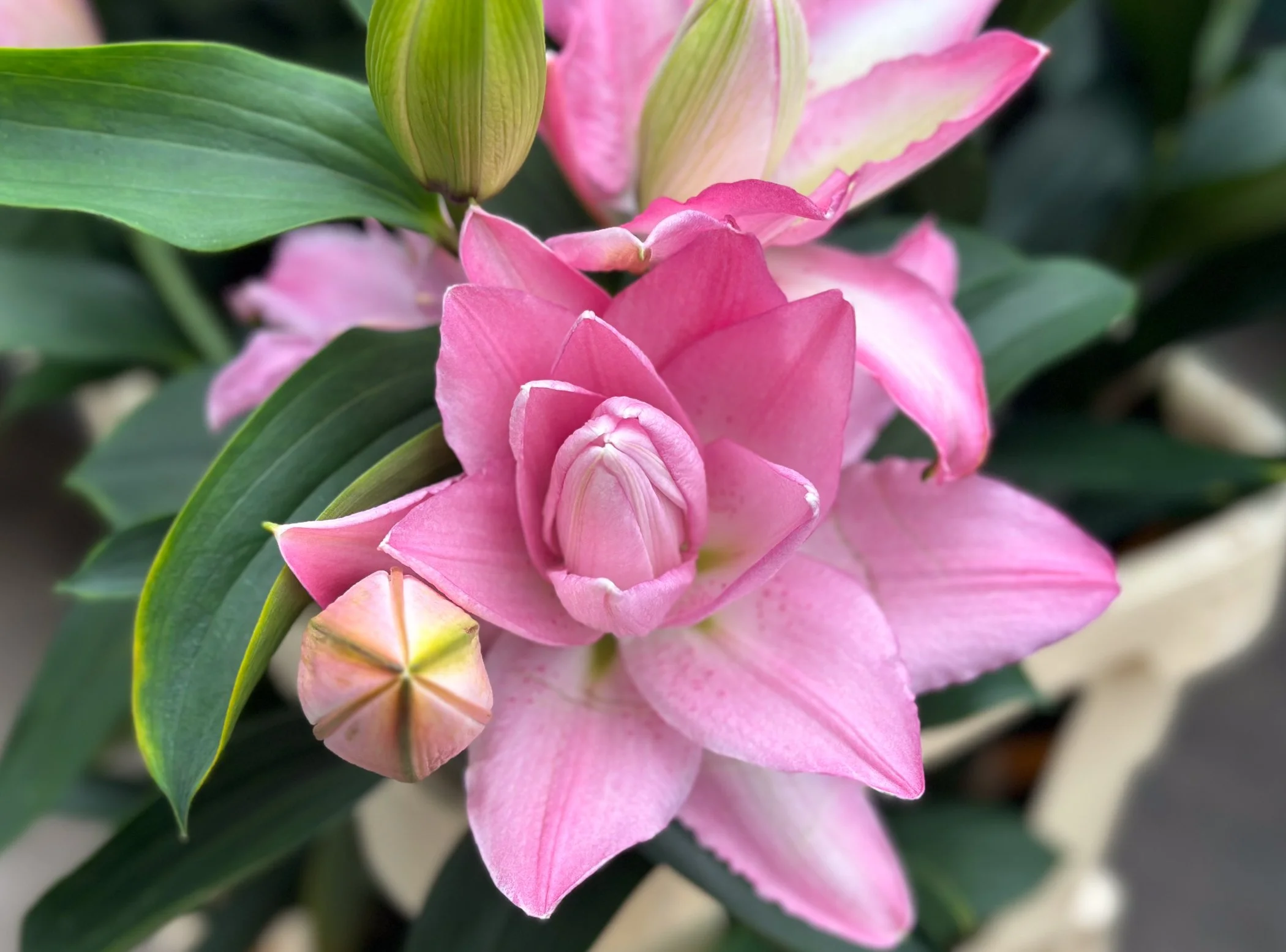 Sarah Bernhardt Oriental Lily