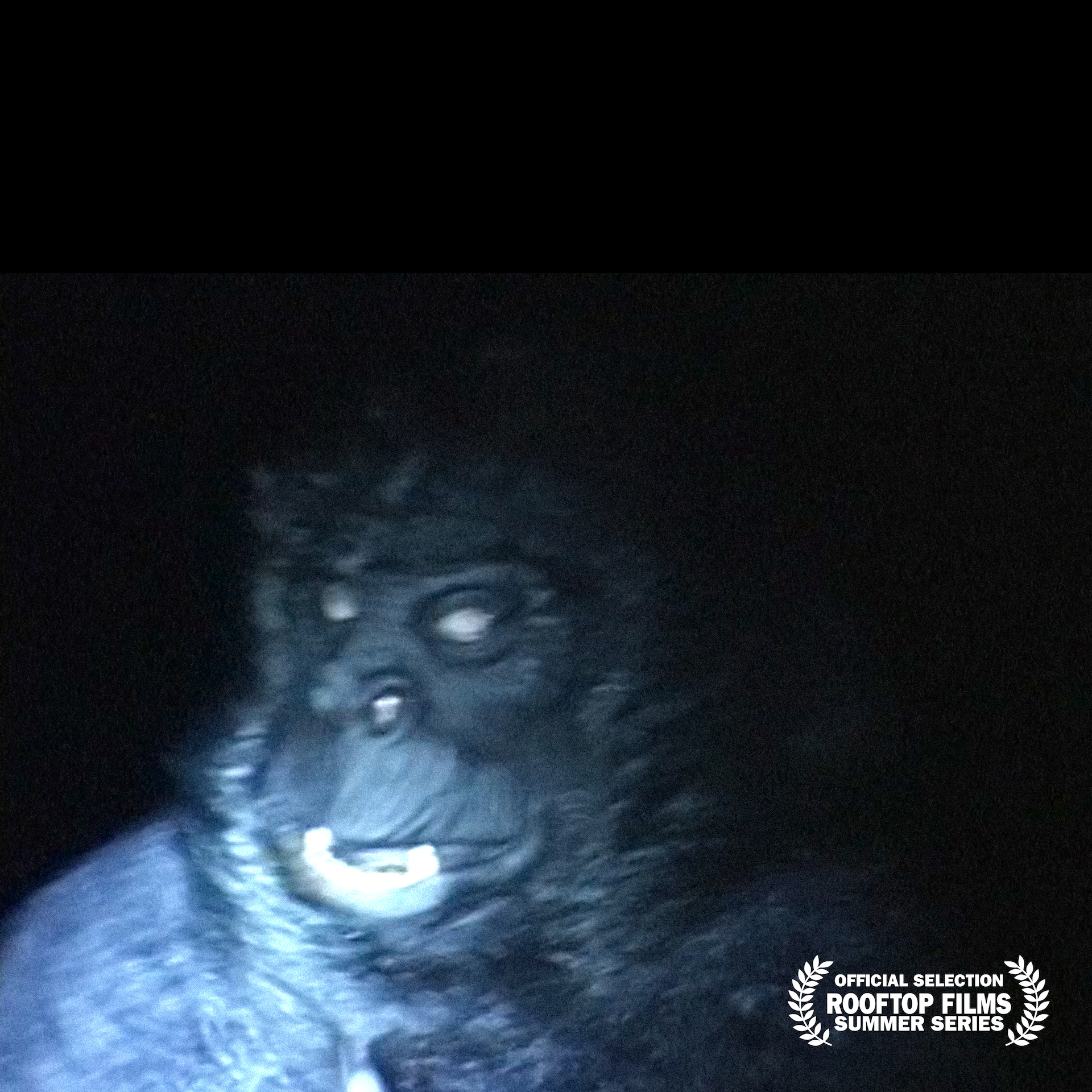 Gorilla Gorilla