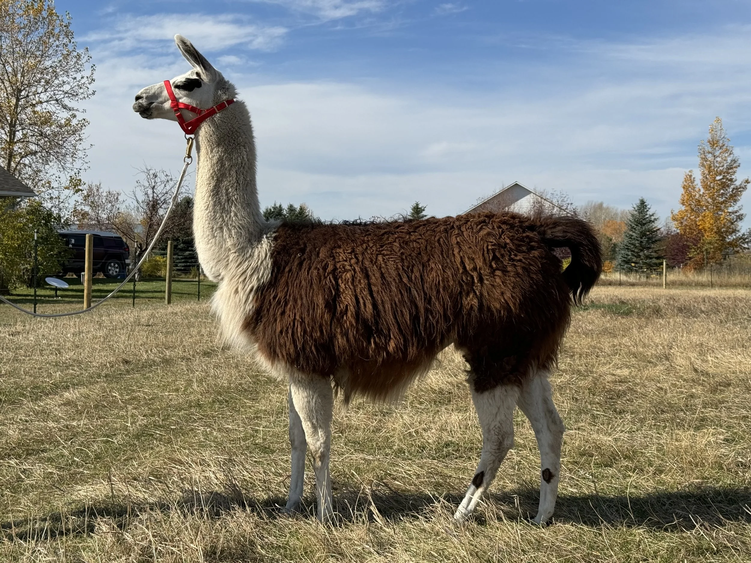 Helena Left Side 2024.jpg