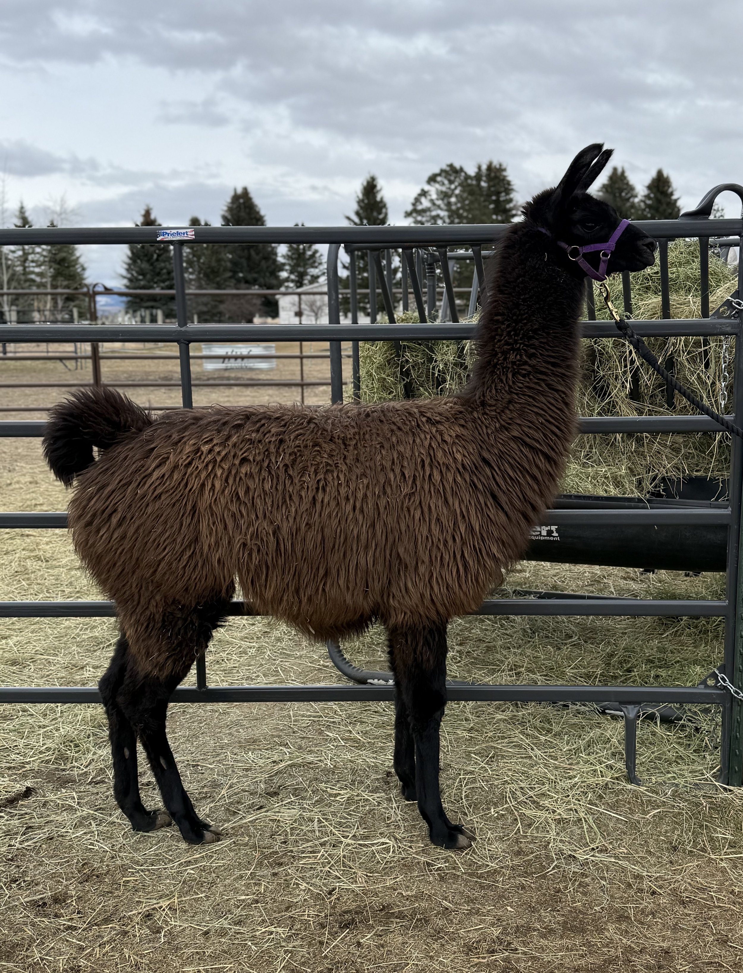 Black Jack Right.jpeg