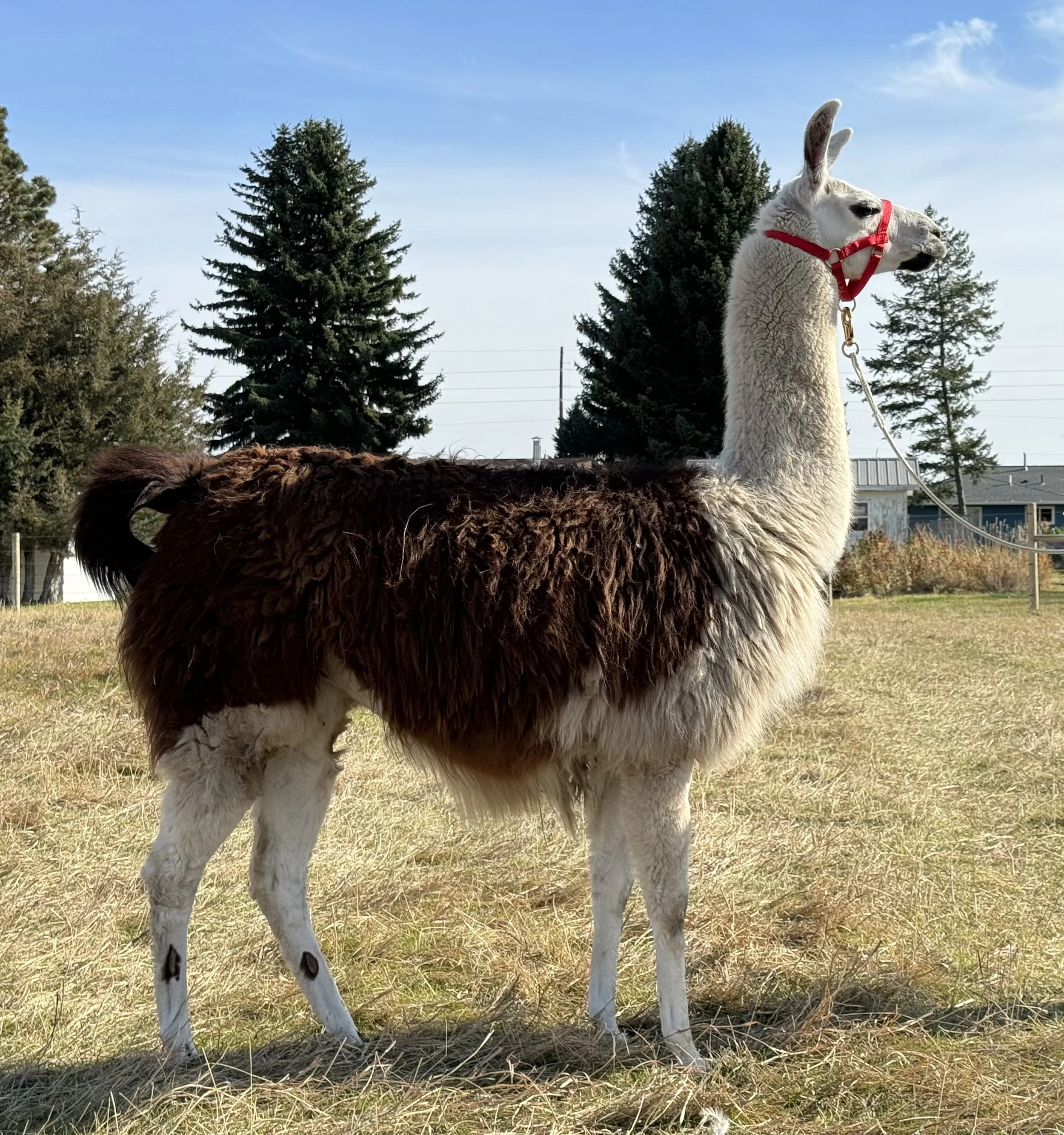 Helena Right Side 2024.jpg