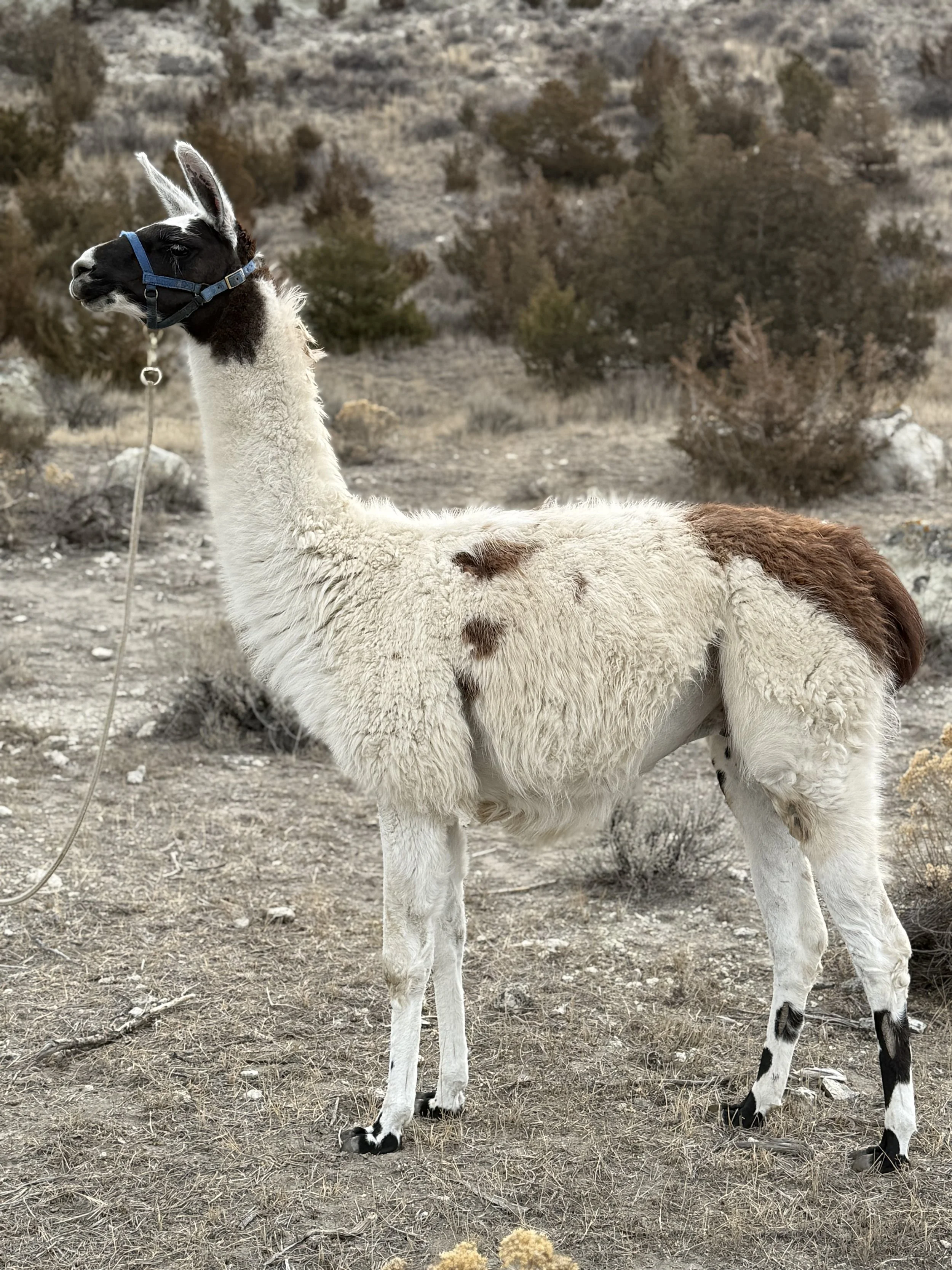 BBL-MT's Oryon ILR# 299526 *** Stud Quality***