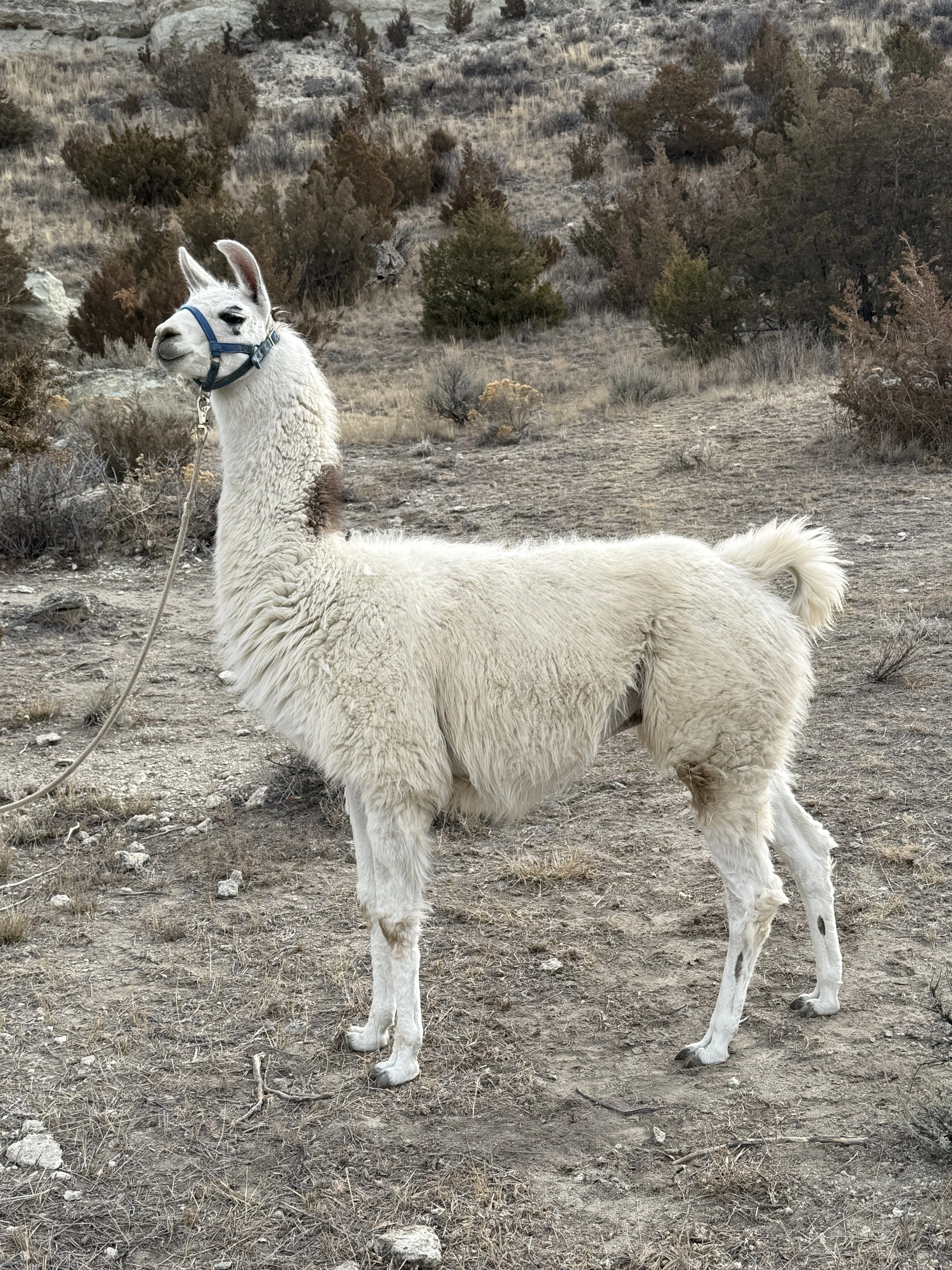 WRTL Koch - ILR #  299454 (sale pending)