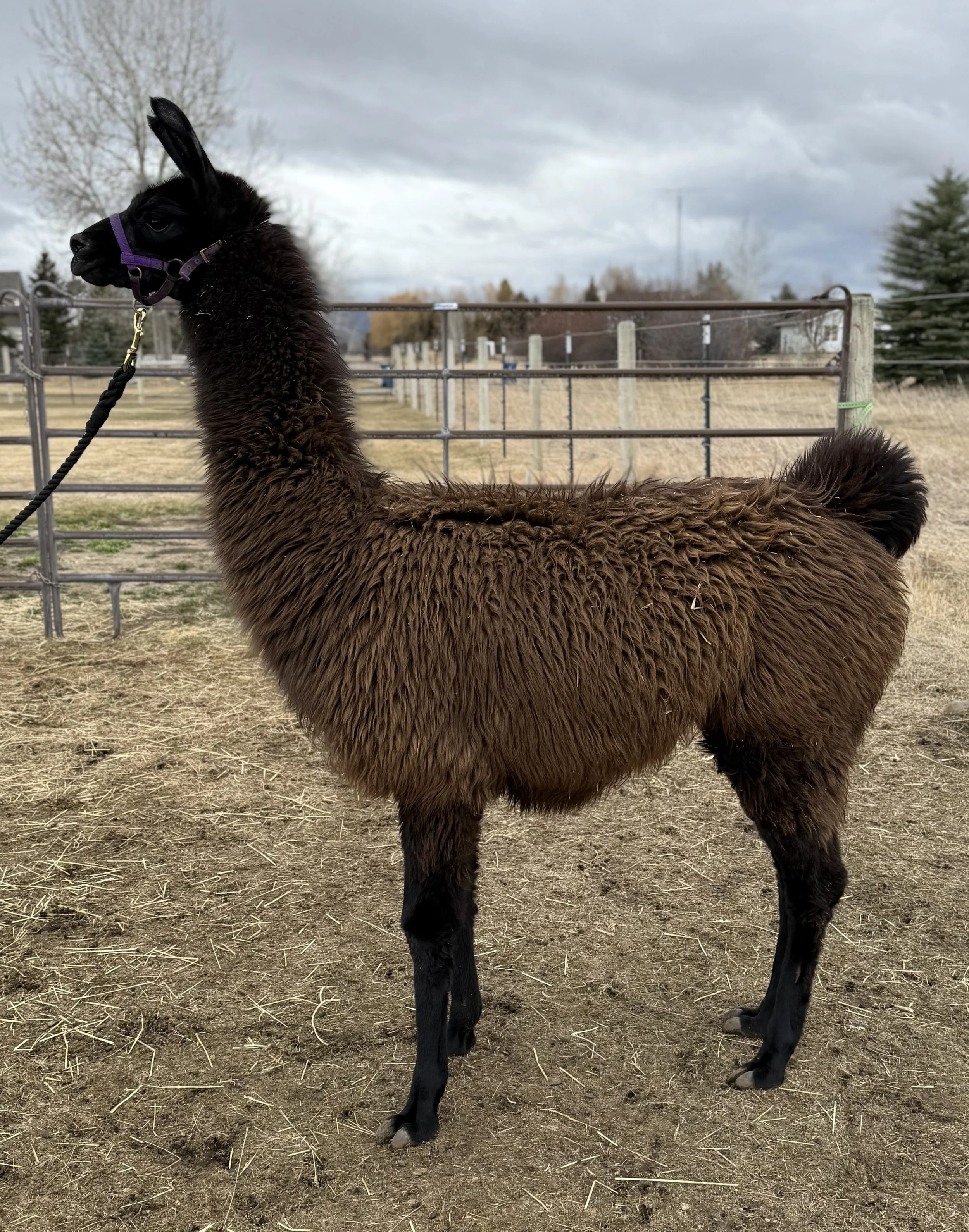 Black Jack Left.jpeg