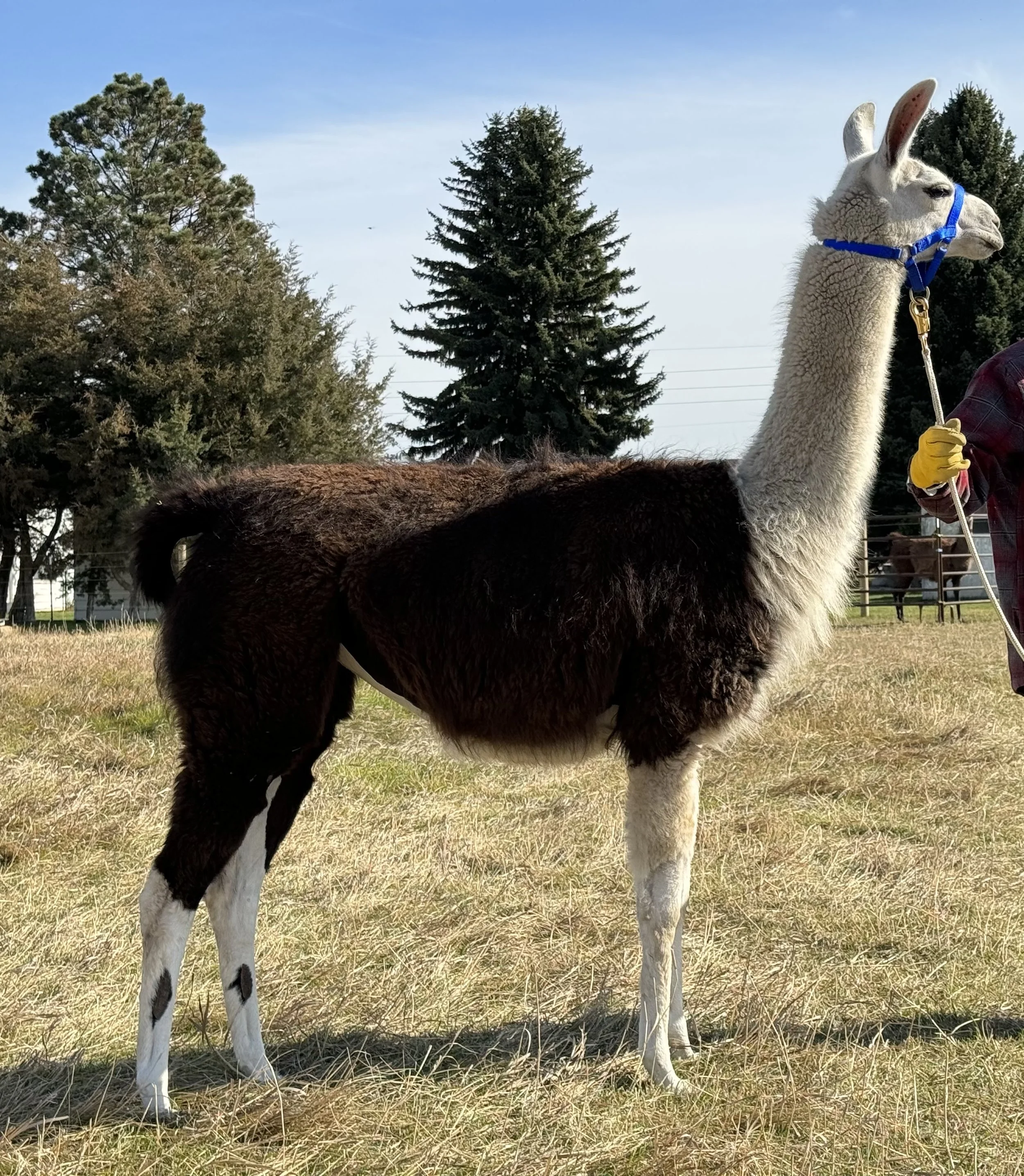 Madison River Stormy - ILR # 297549 (Bred: Due Summer 2026)