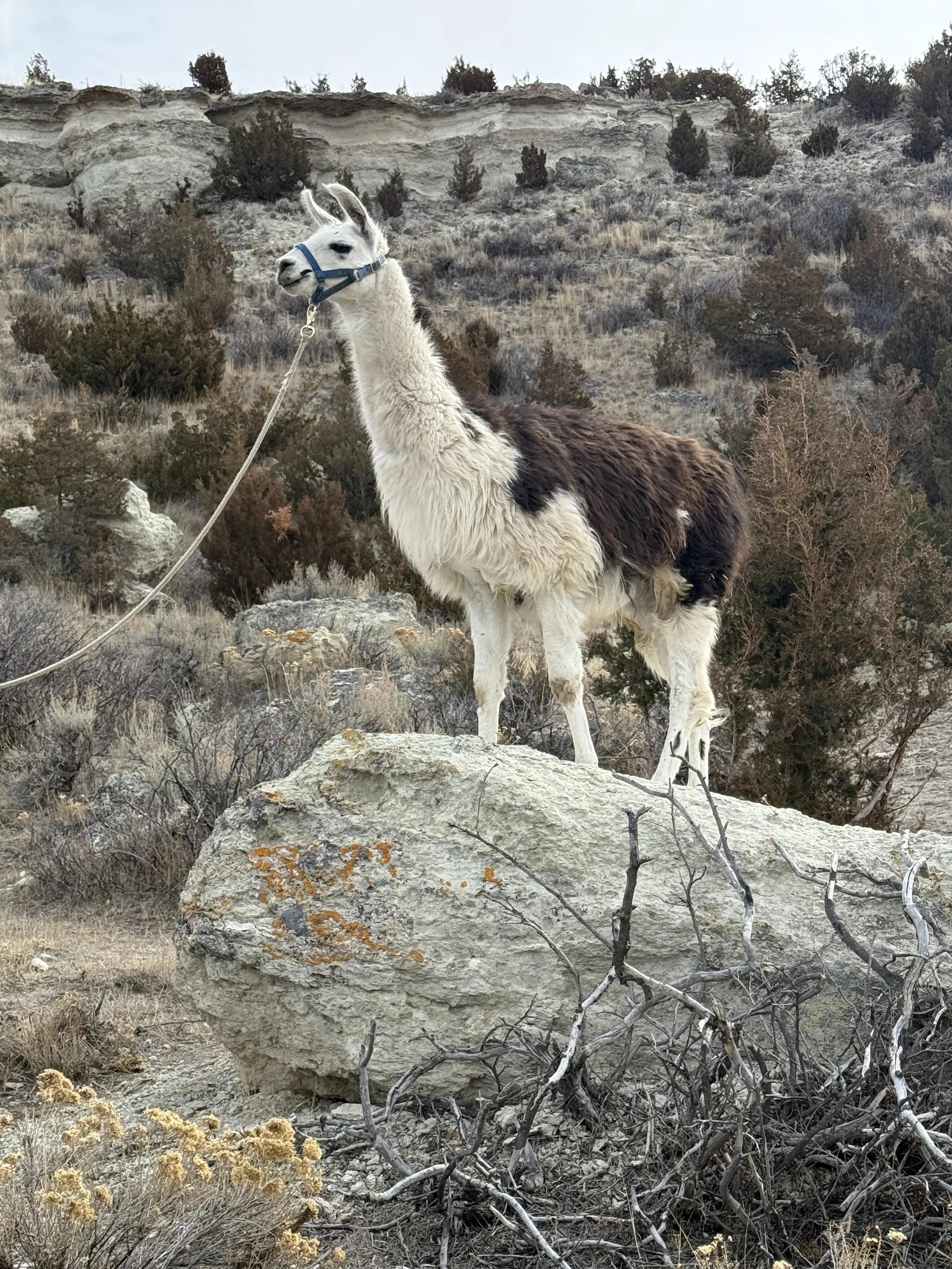 WRTL Jeff - ILR # 299426