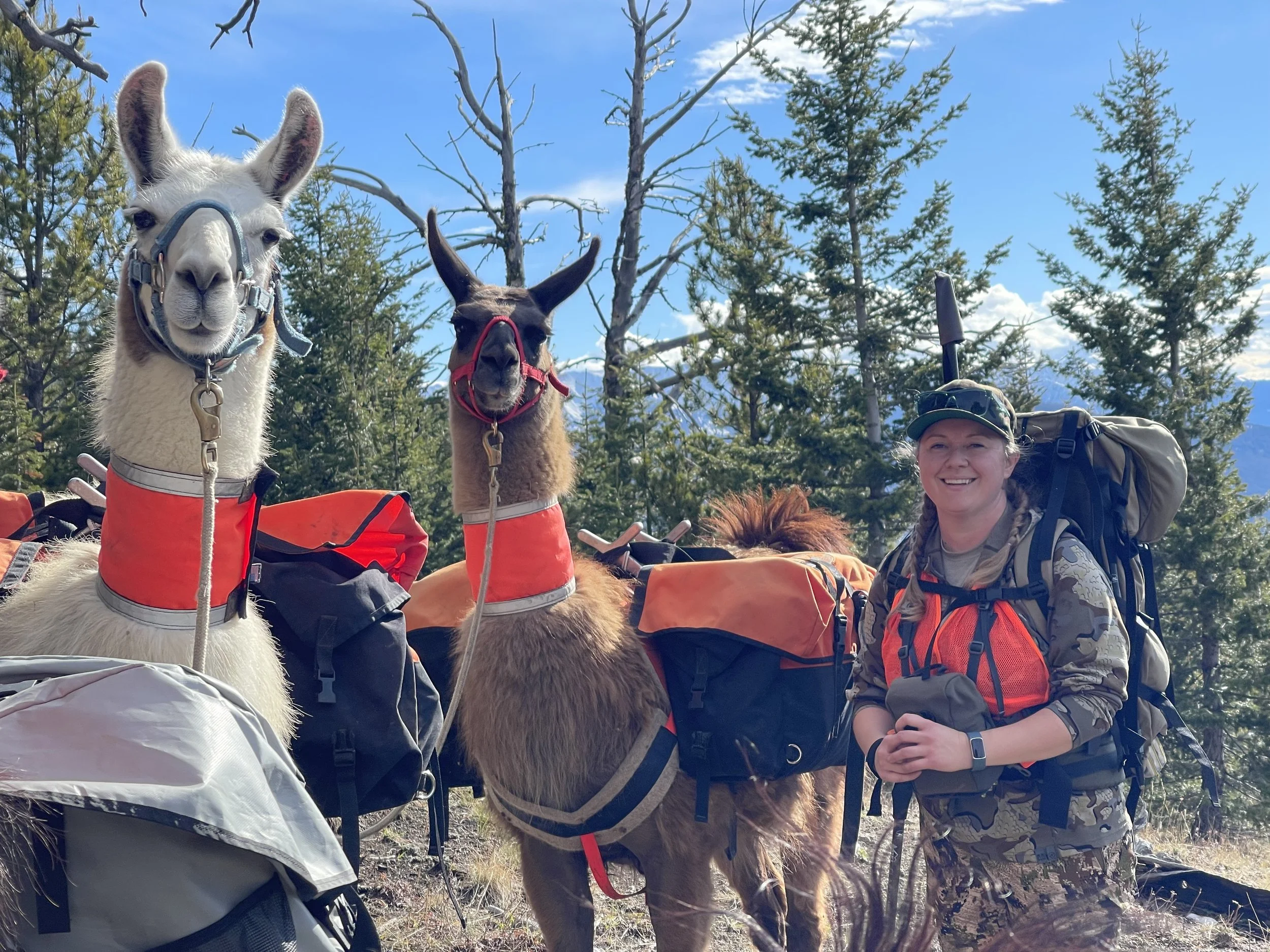 Hunting with llamas .jpg