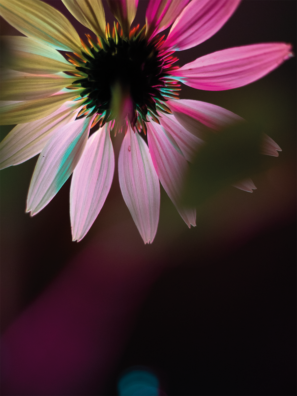 03botanicalpoetry.png