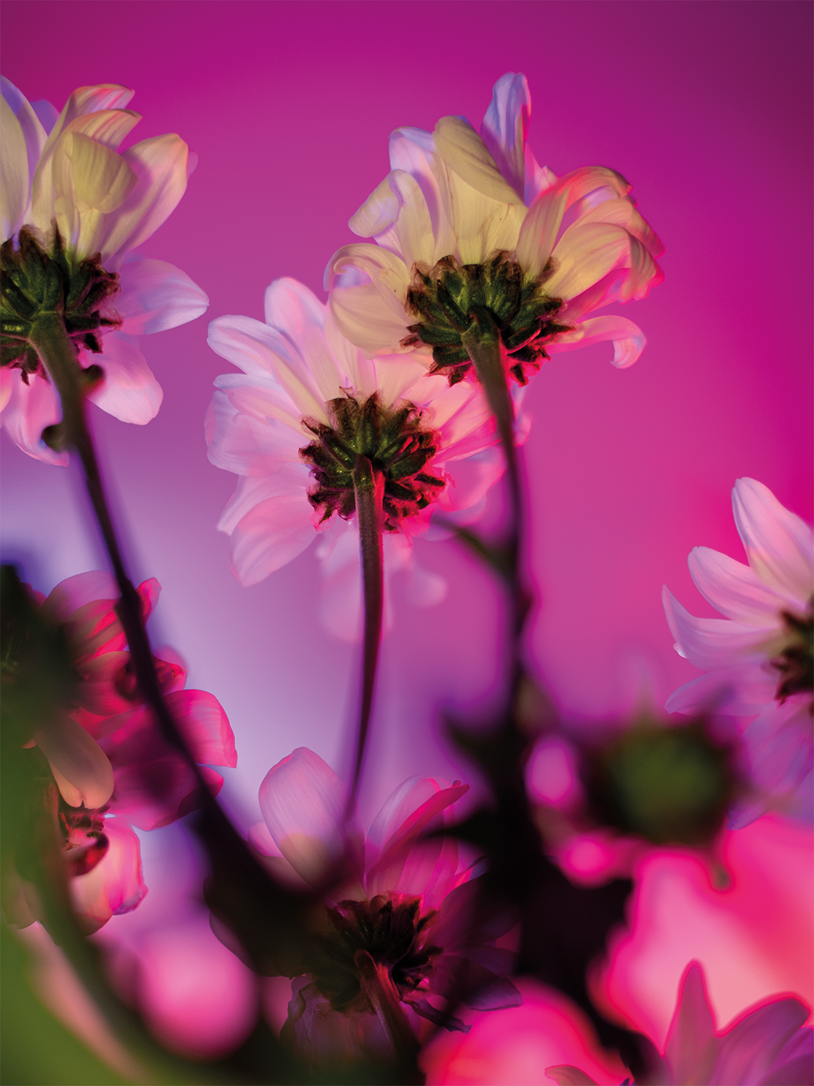 06botanicalpoetry.png