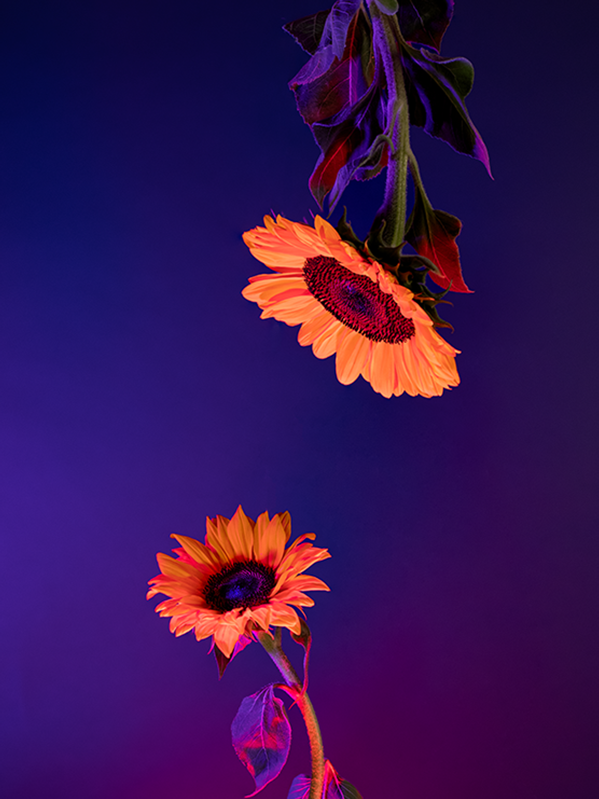 18botanicalpoetry.png