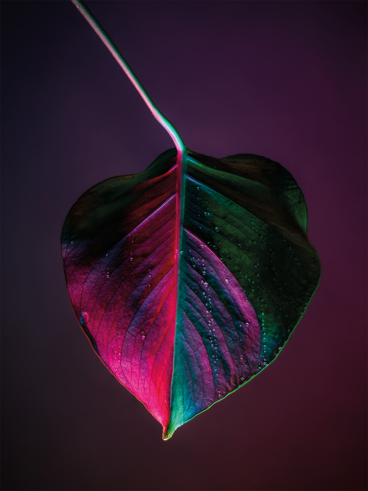 08botanicalpoetry.png