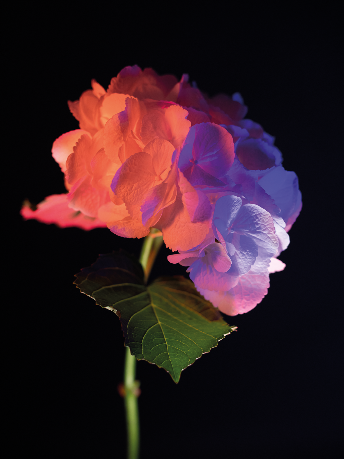 02botanicalpoetry.png