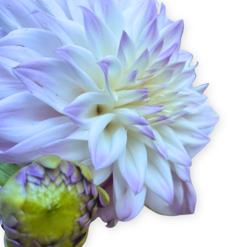 Untitled design - 2026-02-19T143056.724.png