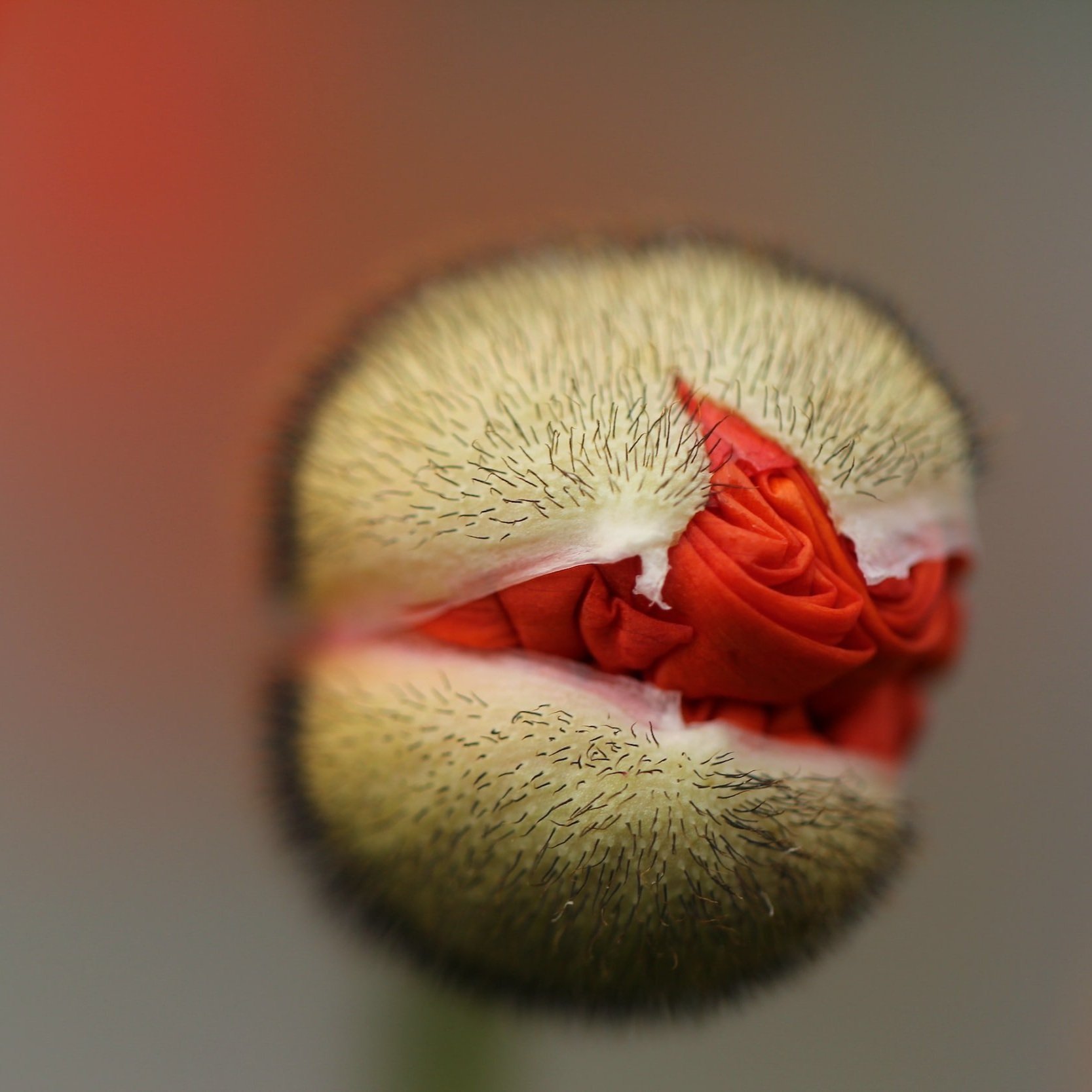 a poppy flower bud unfirling