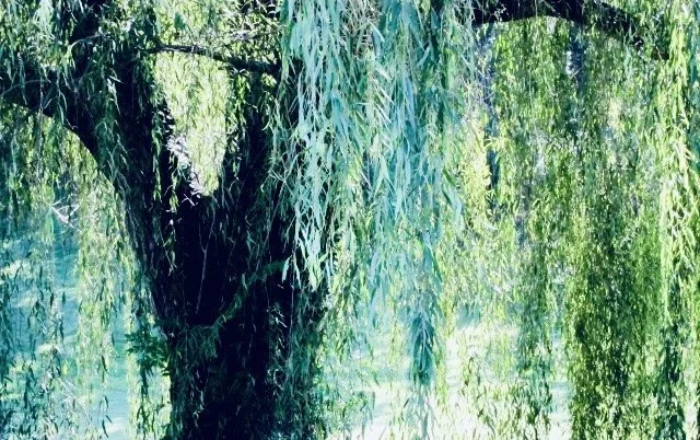 Are You Ready To Let Some Shit Go: A Guided Tree Meditation