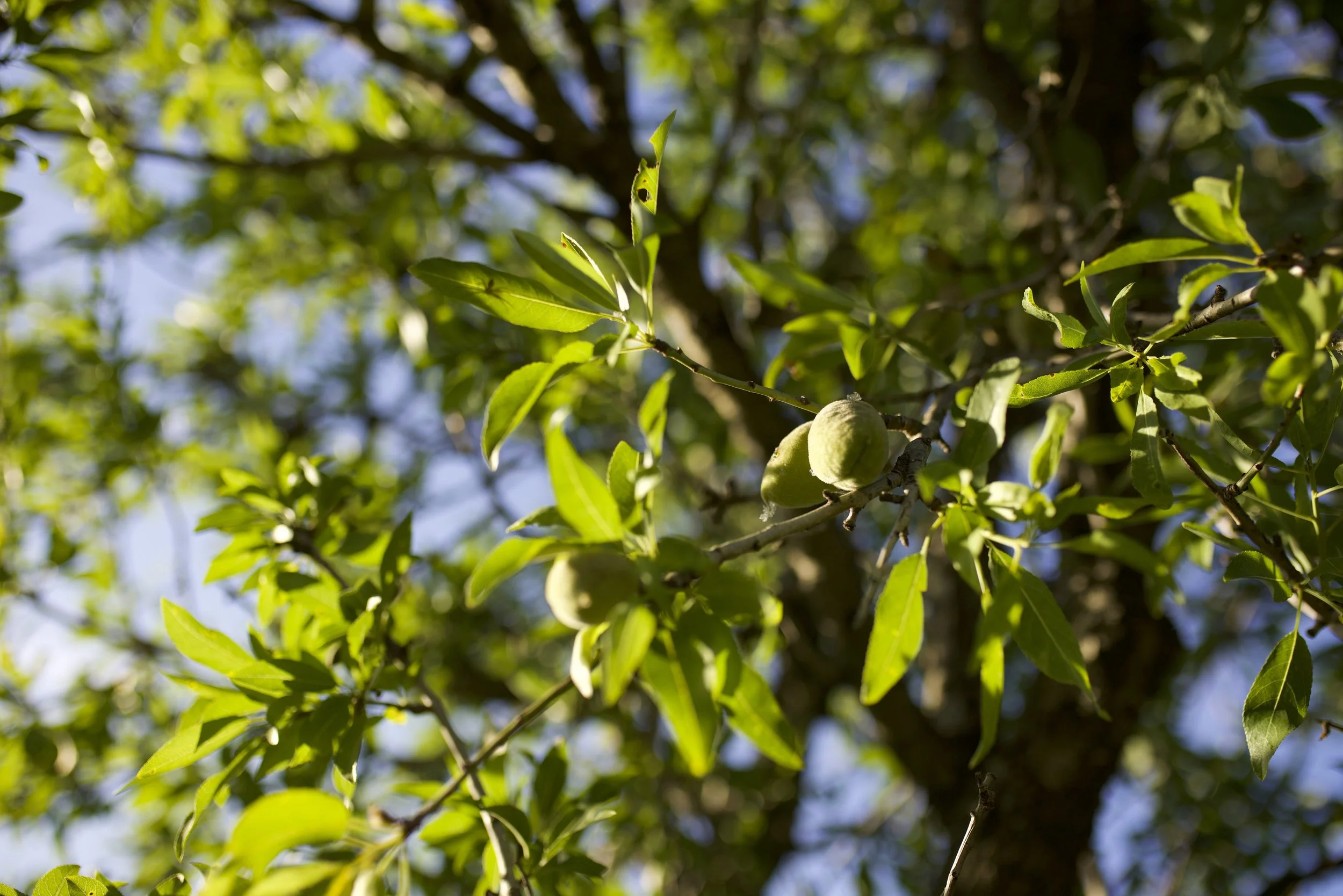 A11. Olive tree.jpeg
