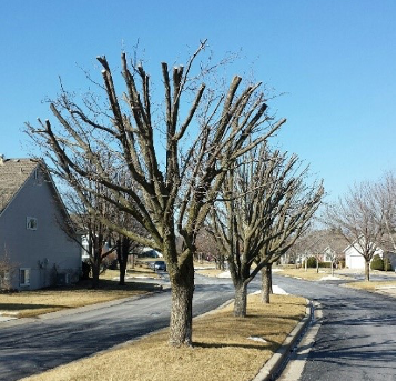The Harmful Practice of Tree Topping