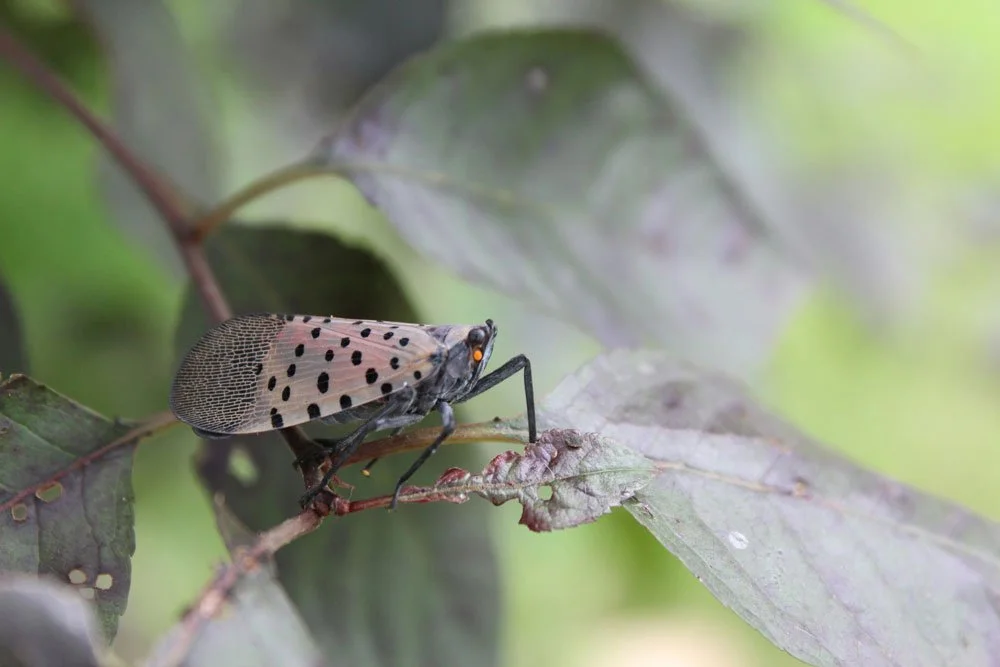 Dealing with the Spotted lanternfly