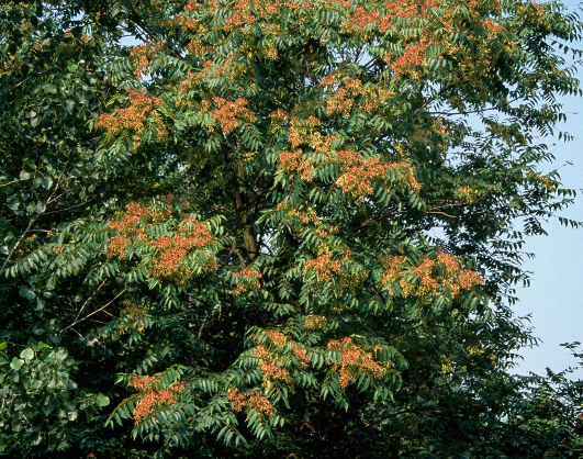 Invasive Plants Taking Over Your Property?