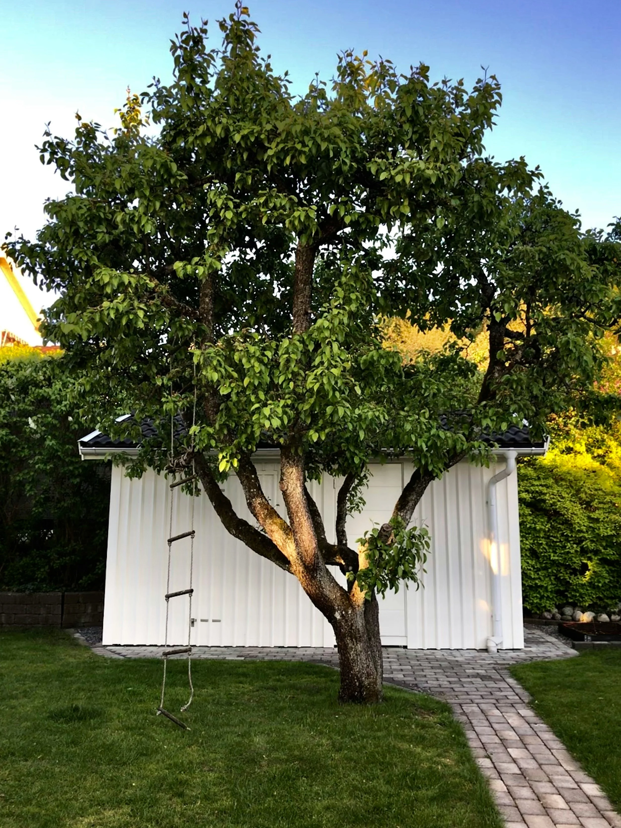 Trees Improve Summer