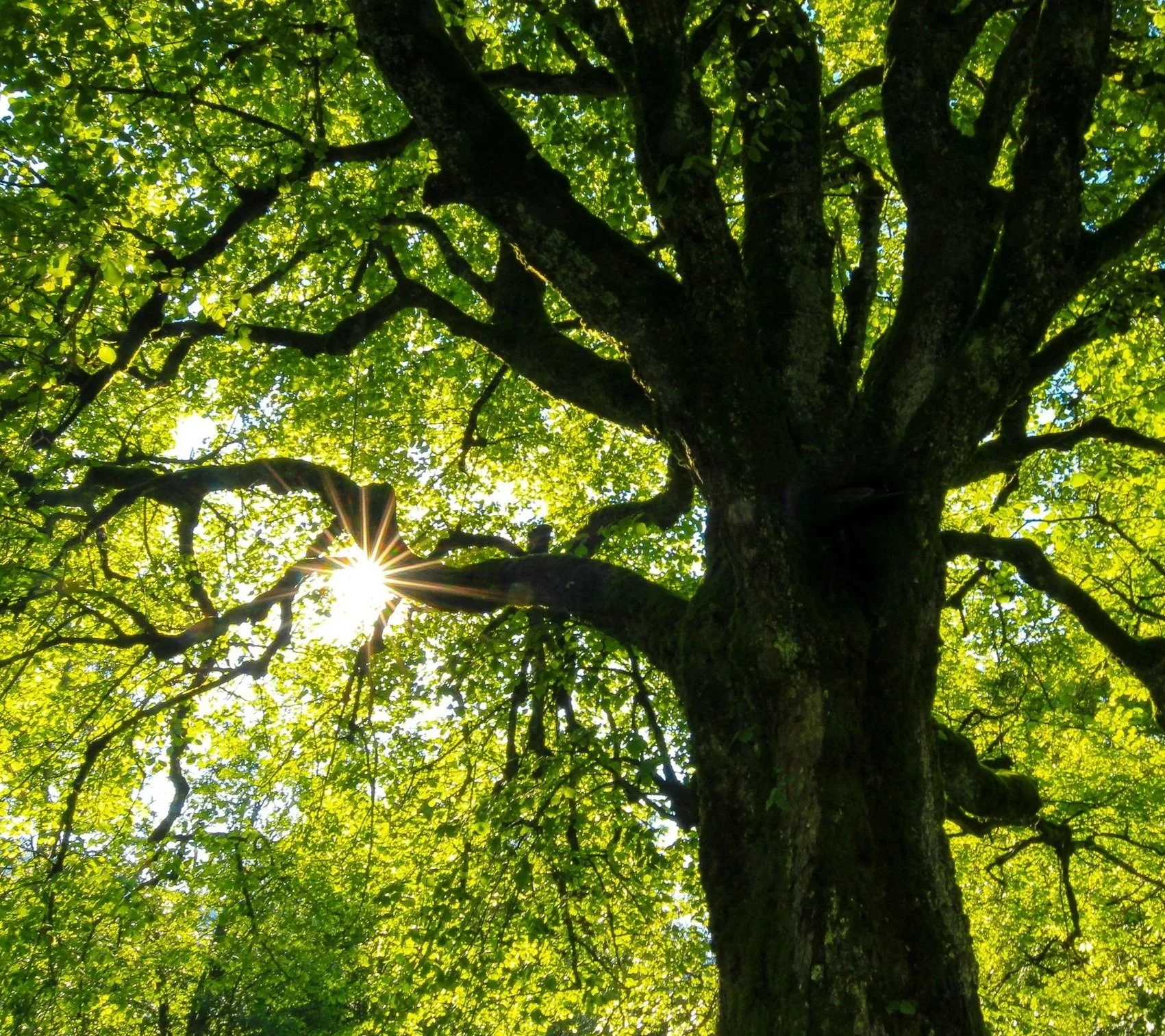 Helping Trees Thrive Through August Heat