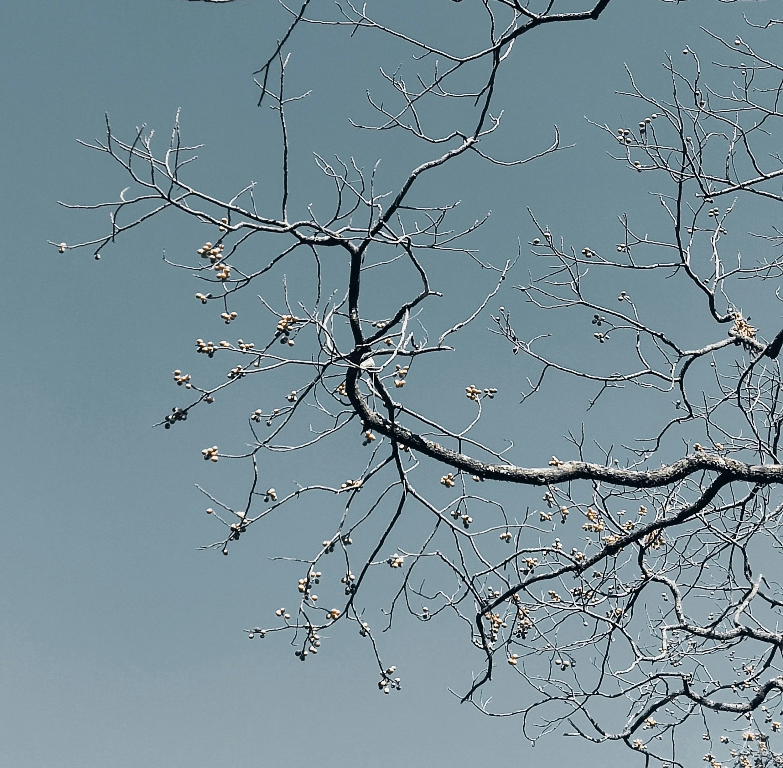 blue gray sky with icy tree branch