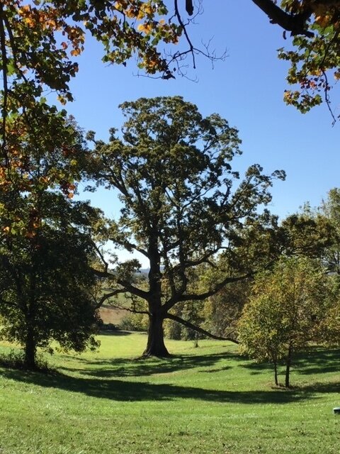 Significant Trees in History and Loudoun County