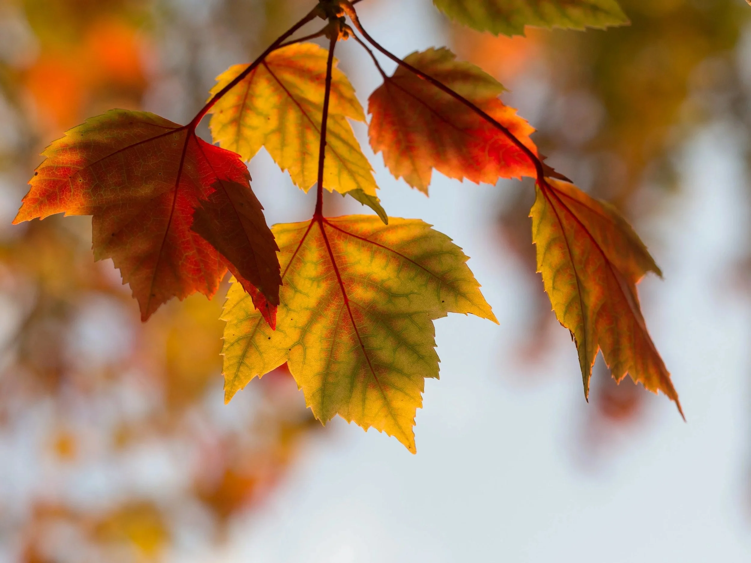 leaves on a tree changing colors in the fall
