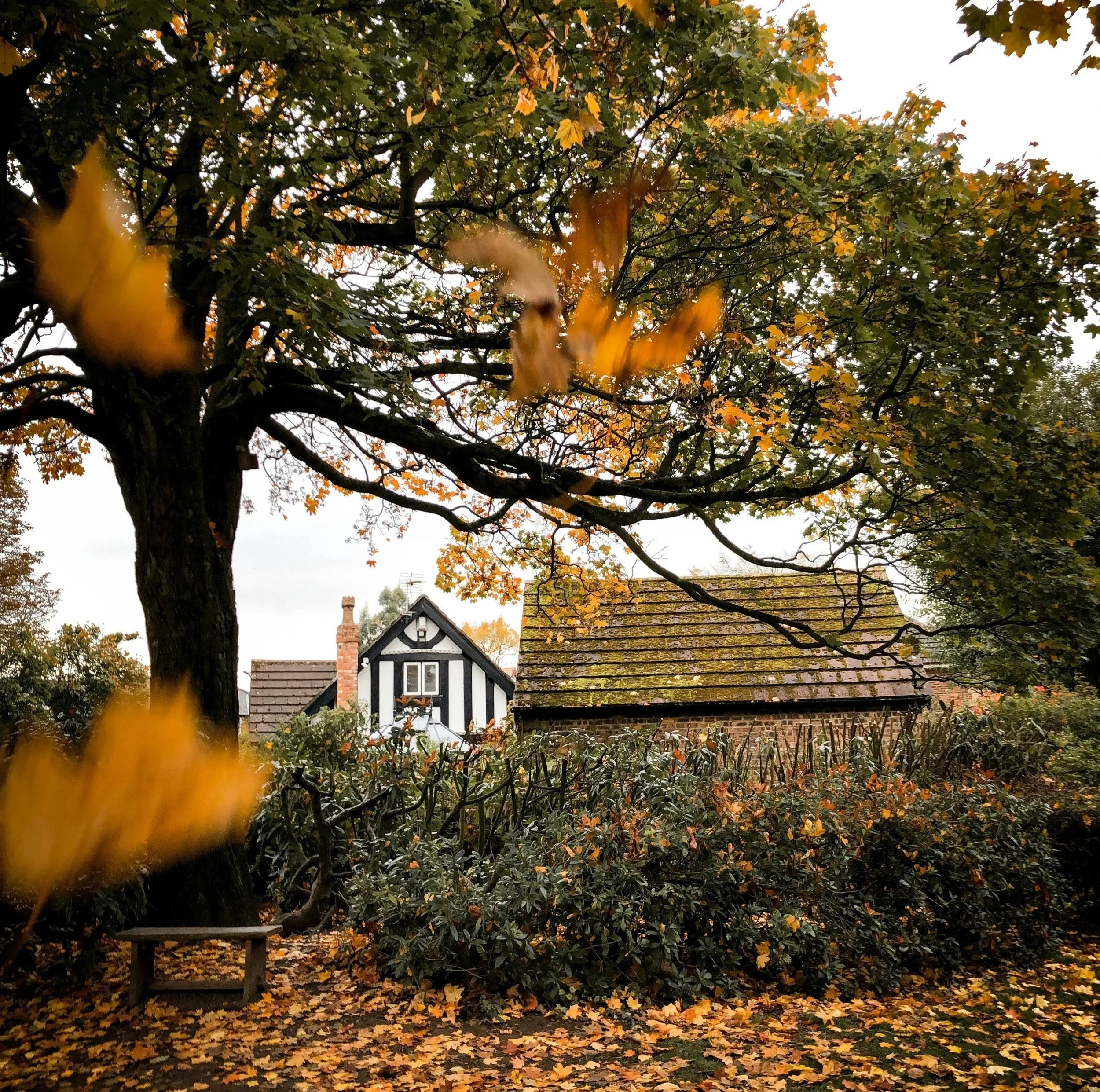 leaves fall from a tree in front of a house