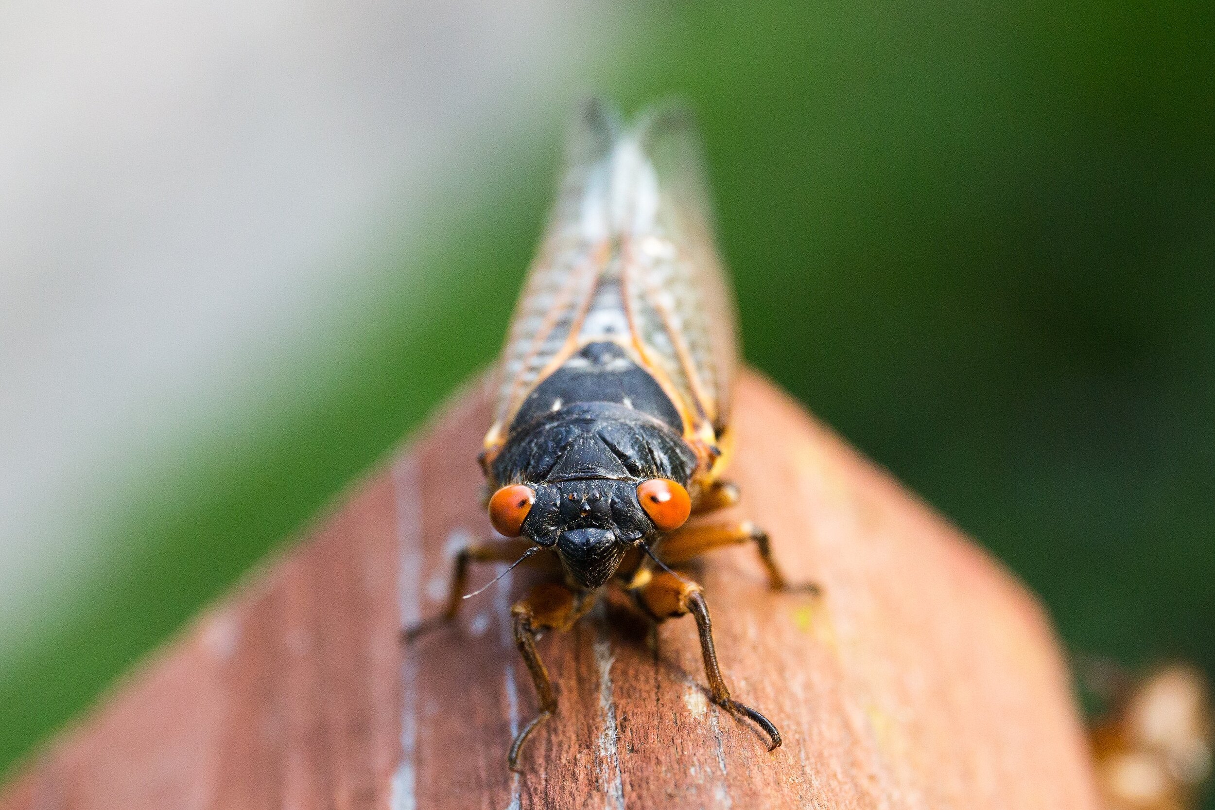 Brood X: The Cicadas Return