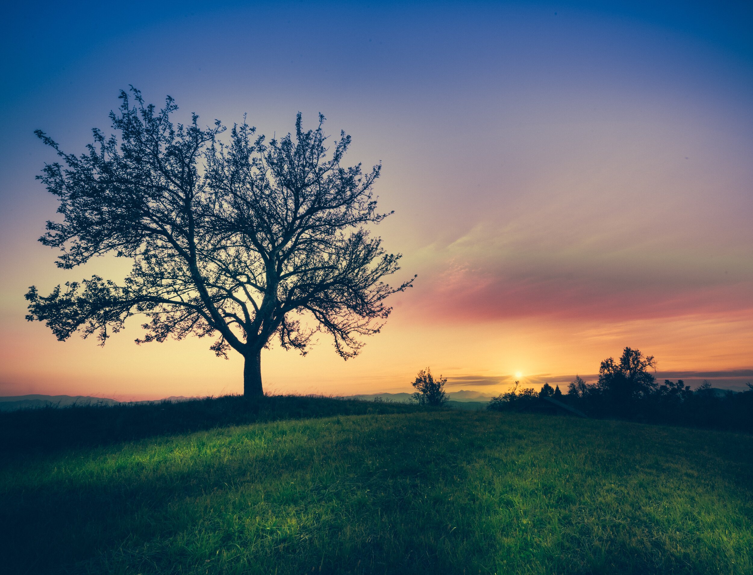 Keep Your Land Healthy—Plant Native Trees