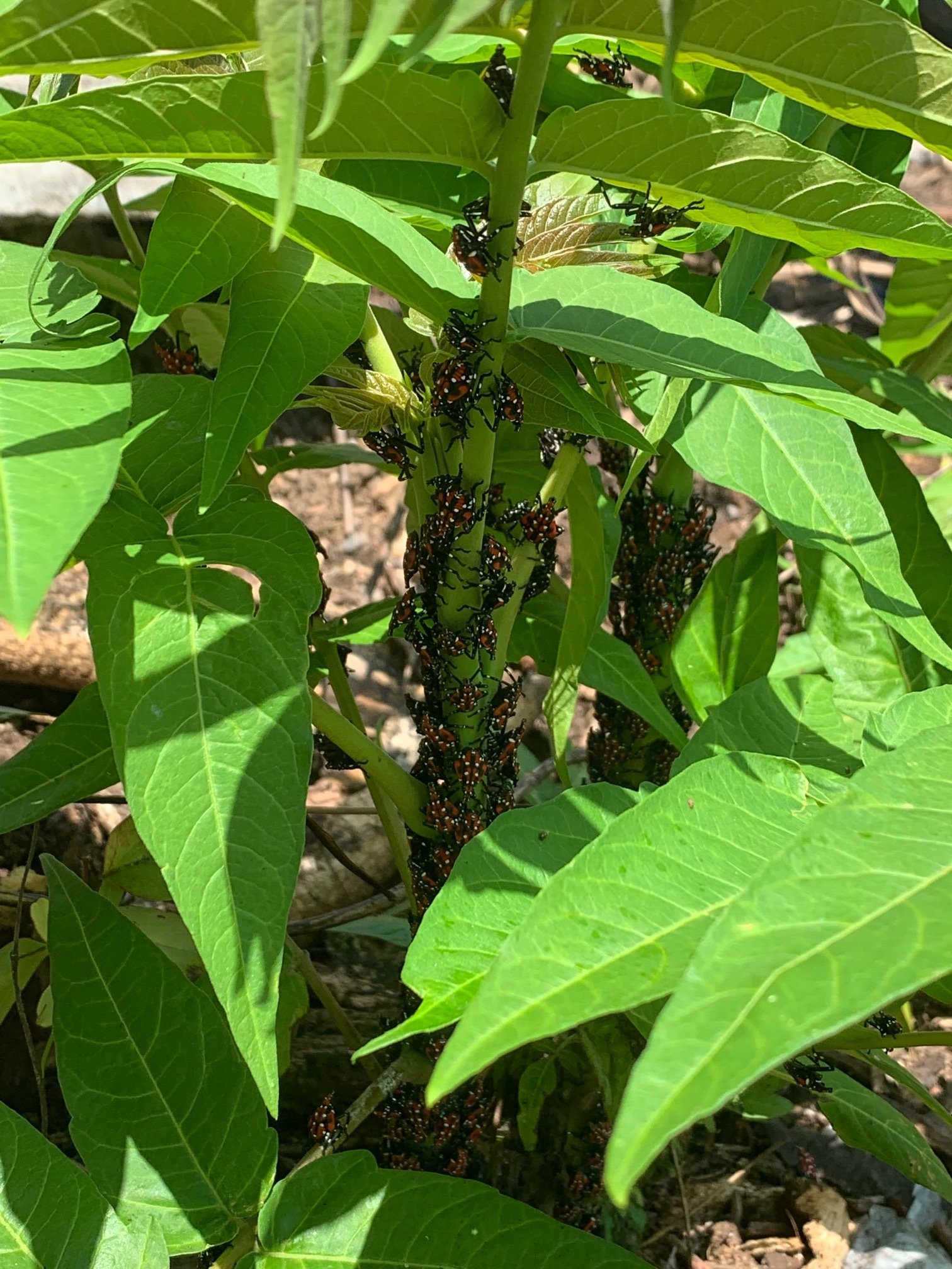 Spotted Lanternfly Breeding Colony 45 minutes outside of Loudoun County