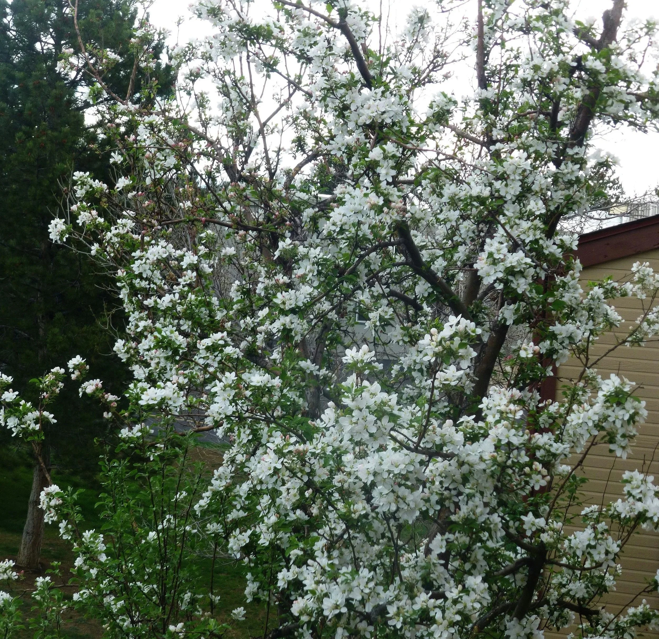 tree with white blossoms