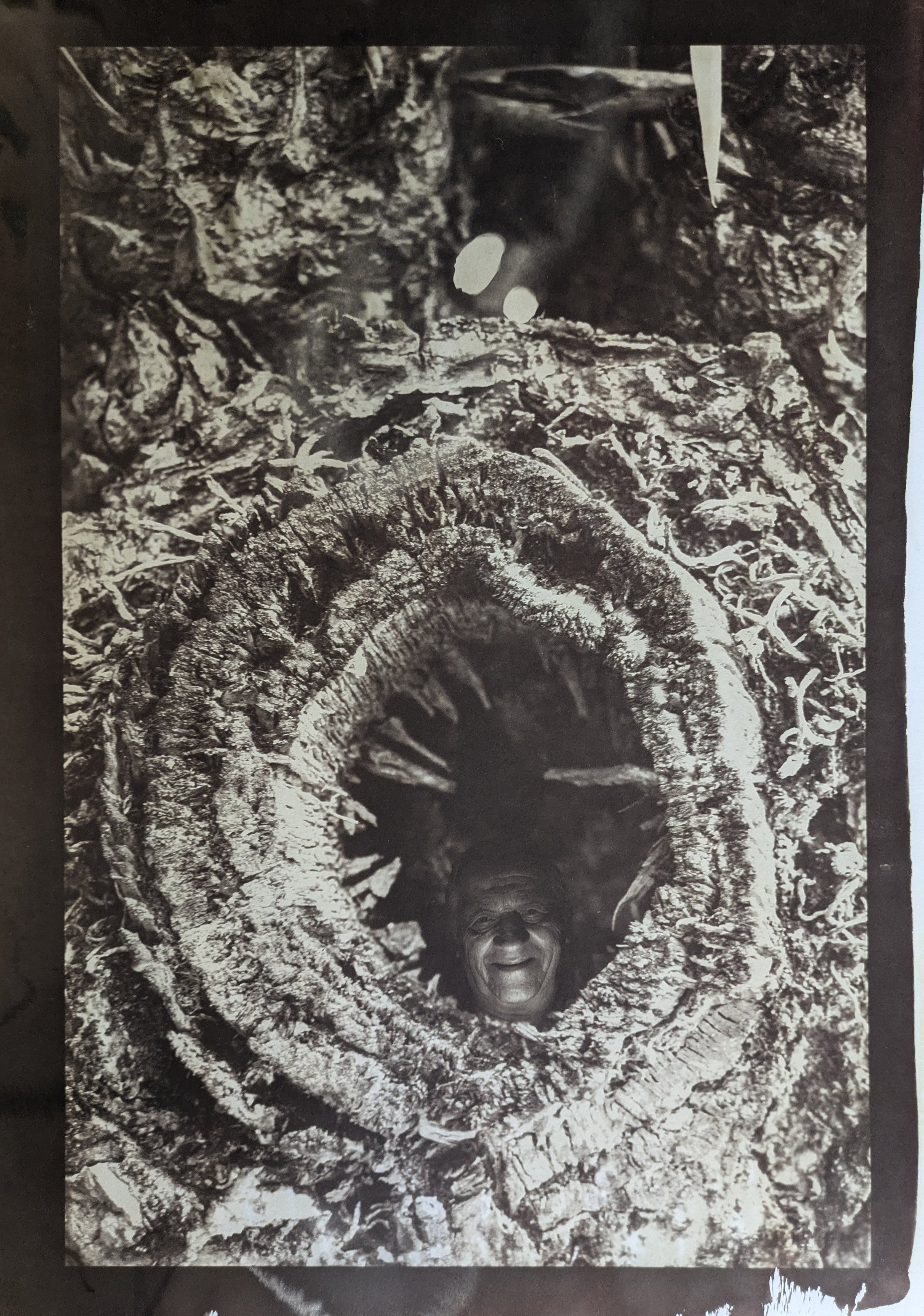 Forest Spirits.jpg