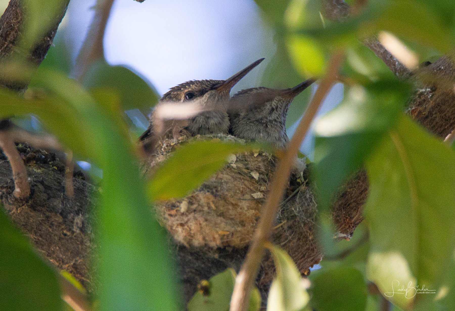 Anna's Hummingbird Hatchlings 2532-2.jpg