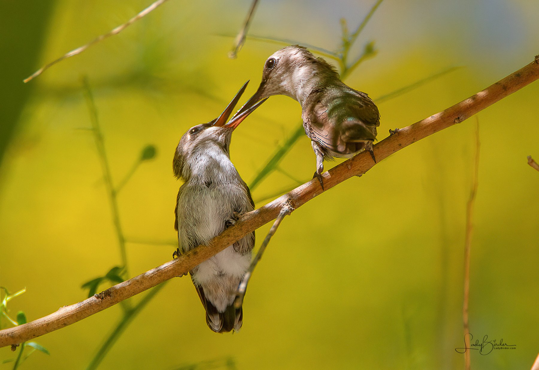 Costa's Hummingbird Feeding 2387-.jpg
